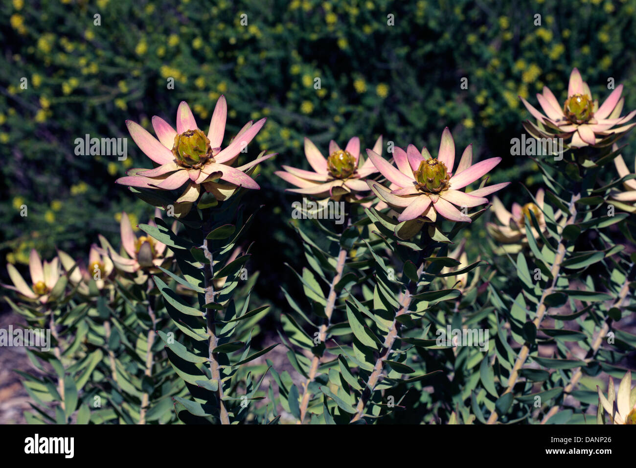 Male Spicy Conebushes- Leucadendron tinctum- Family Proteaceae Stock Photo
