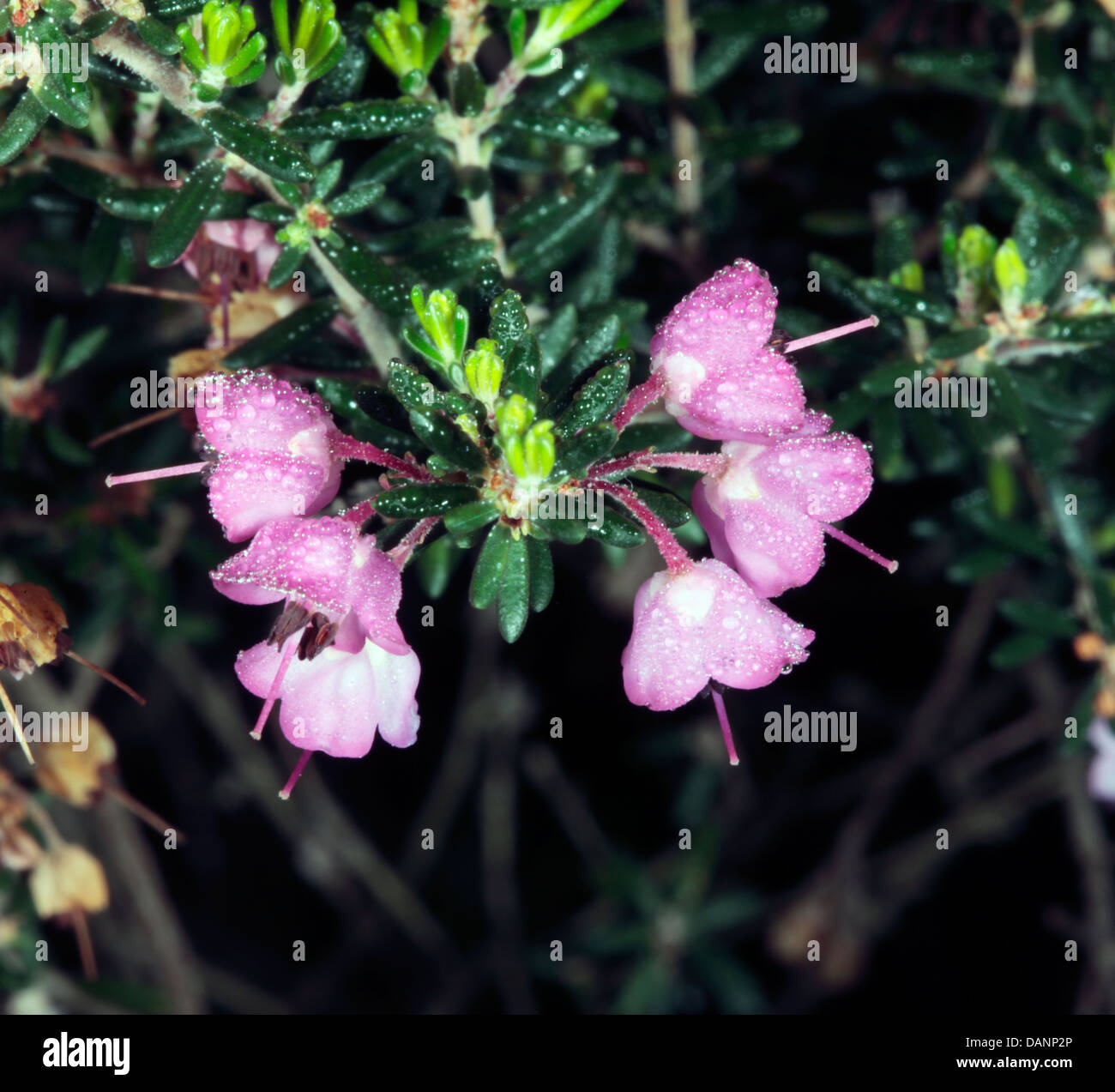 Close-up of Chanelled Heath with heavy dew on flowers- Erica canaliculata- Family Ericaceae Stock Photo