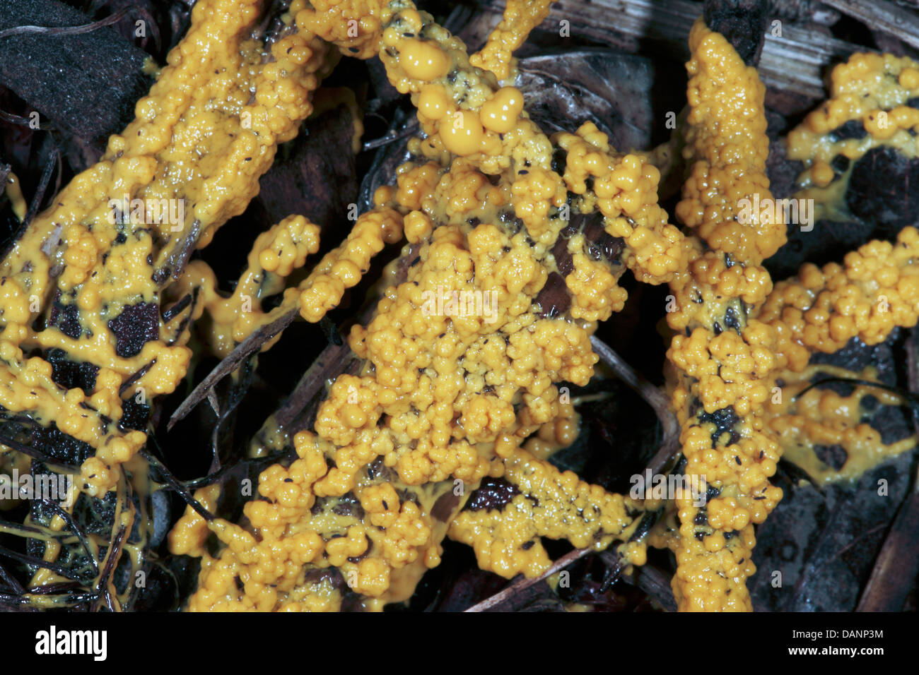 Close-up of Dog's Vomit /Scrambled Egg Slime Mold in the early stage of growth- Fuligo septica Stock Photo