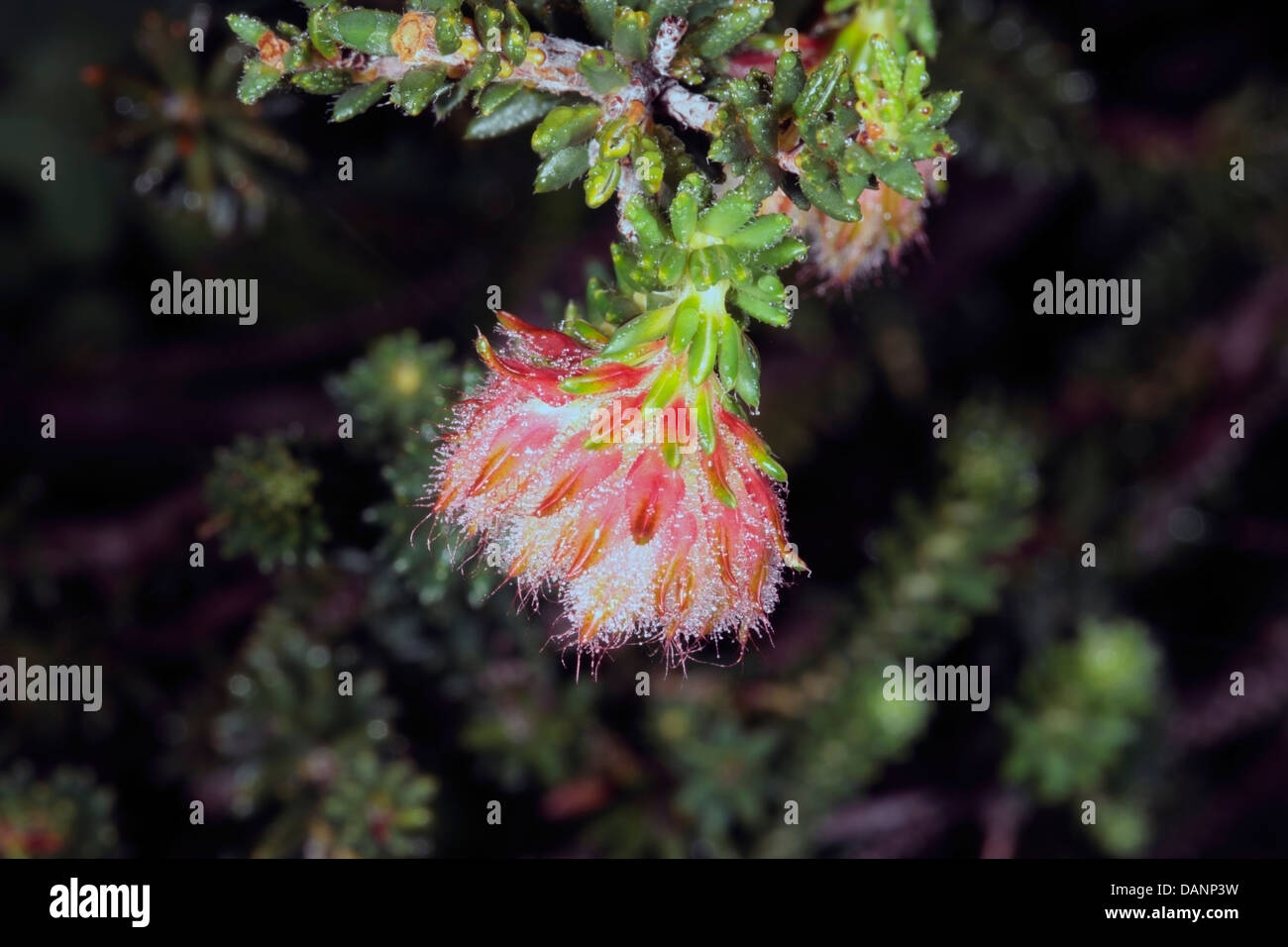 Close-up of flower buds of Fire Erica/Fire Heath/ Red Hairy Heath covered in dew- Erica cerinthoides - Family Ericaceae Stock Photo
