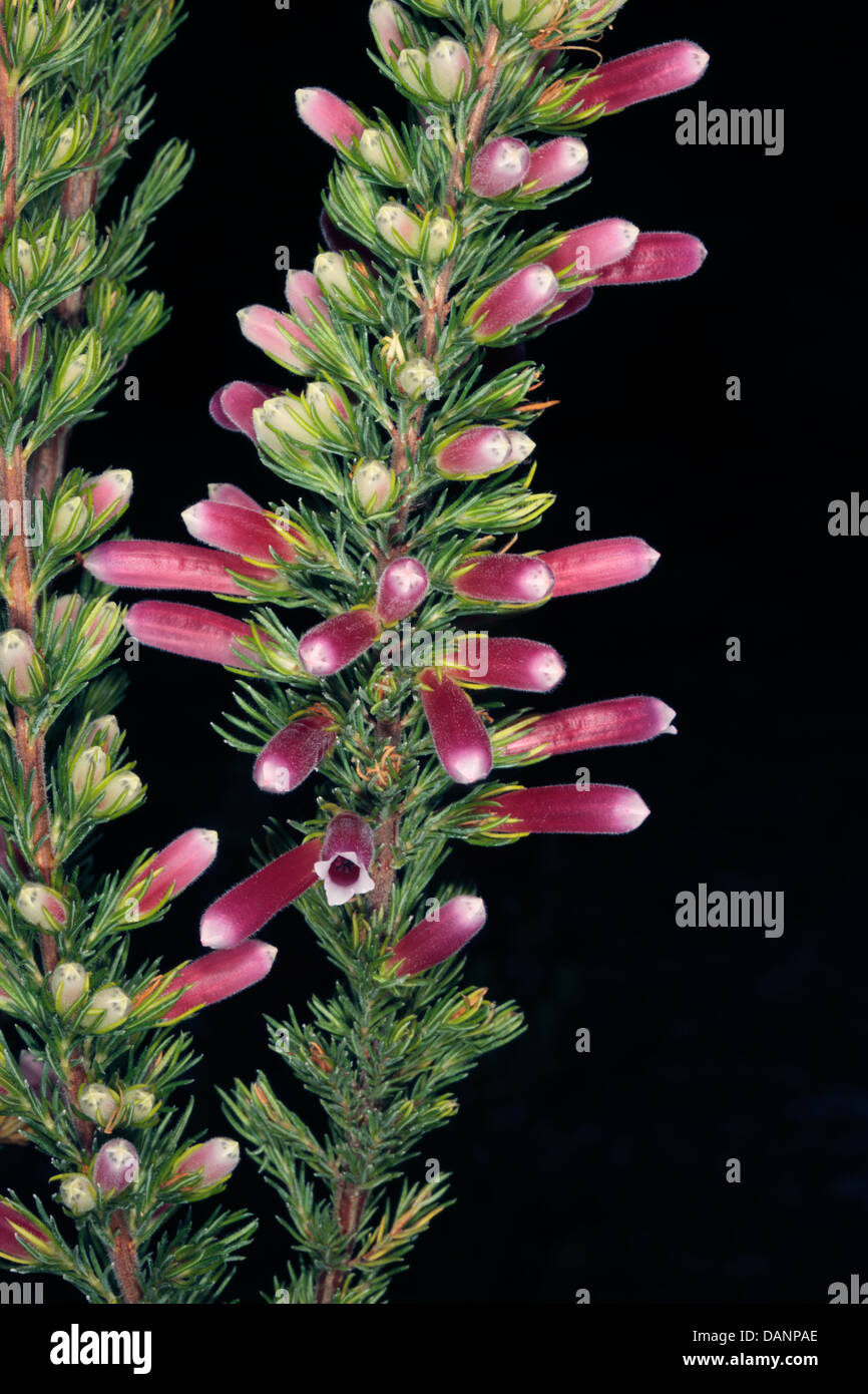Close-up of Erica/ Heath/ Heide flowers - Family Ericaceae Stock Photo