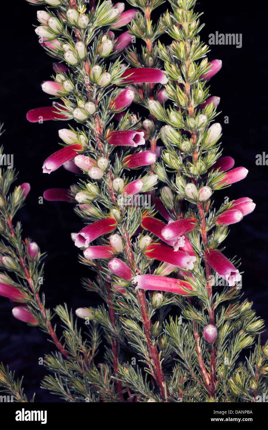 Close-up of Erica/ Heath/ Heide flowers - Family Ericaceae Stock Photo