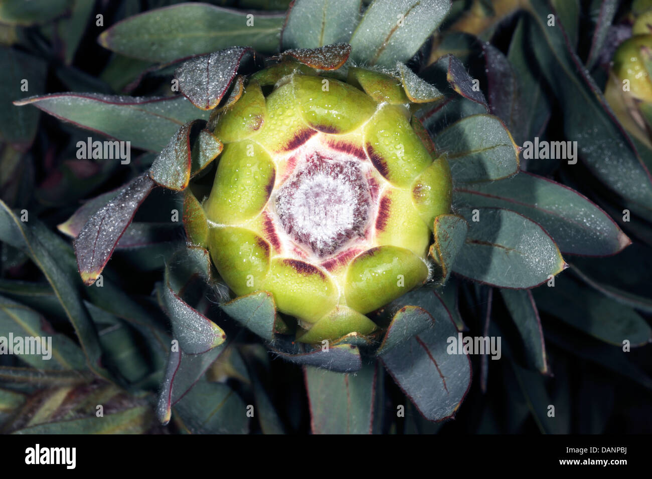 Close-up of Oleander-leaf Protea bud with dew- Protea neriifolia - Family Proteaceae Stock Photo