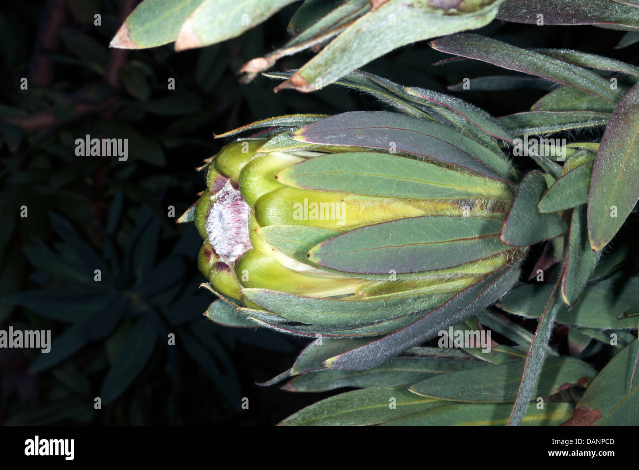 Close-up of Oleander-leaf Protea bud with dew- Protea neriifolia - Family Proteaceae Stock Photo