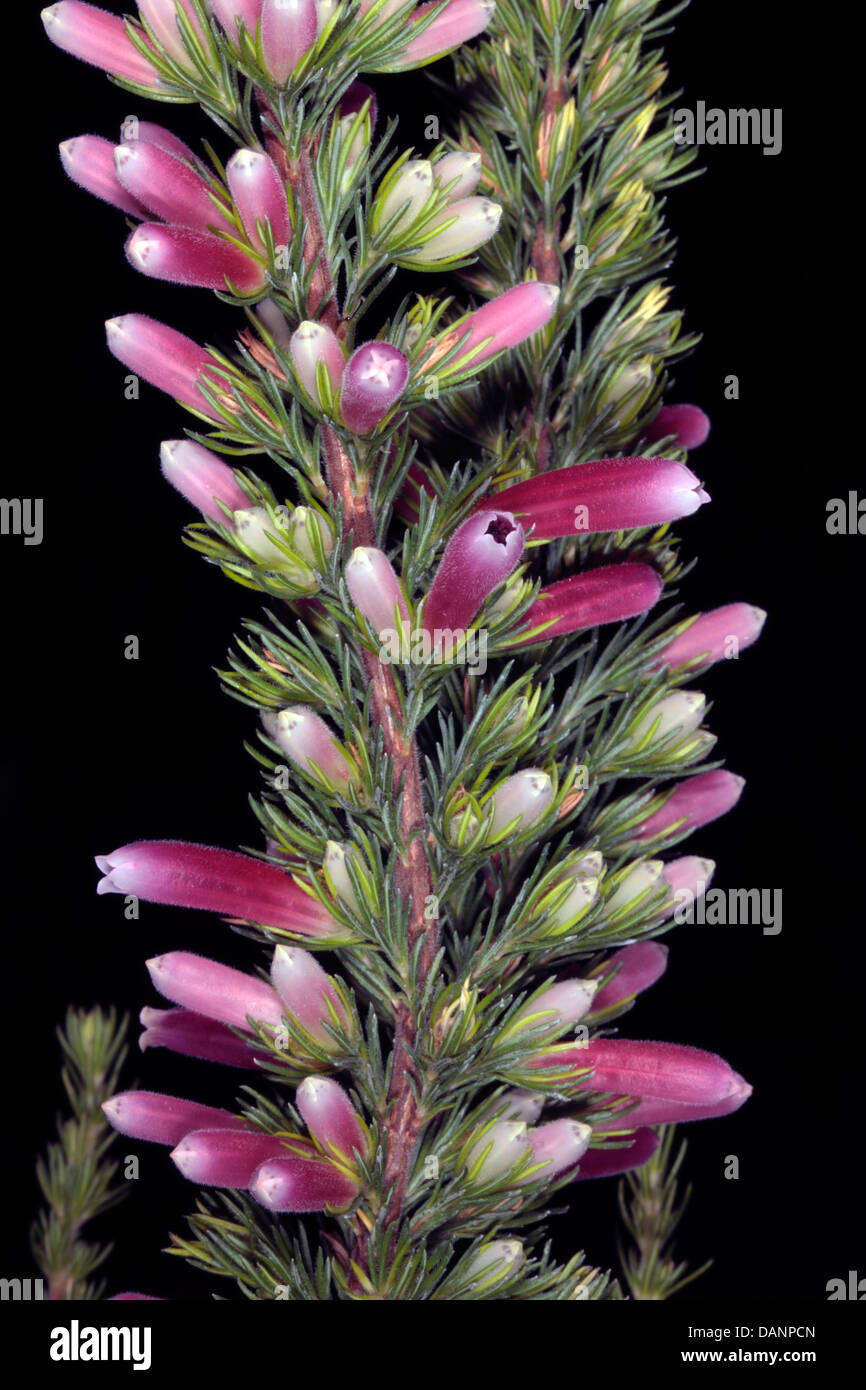 Close-up of Erica/ Heath/ Heide flowers - Family Ericaceae Stock Photo