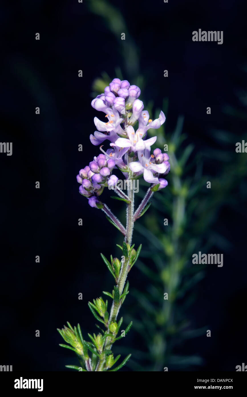 Close-up of flower head of Aarbeibossie - Selago thunbergii - Family Globulariaceae Stock Photo