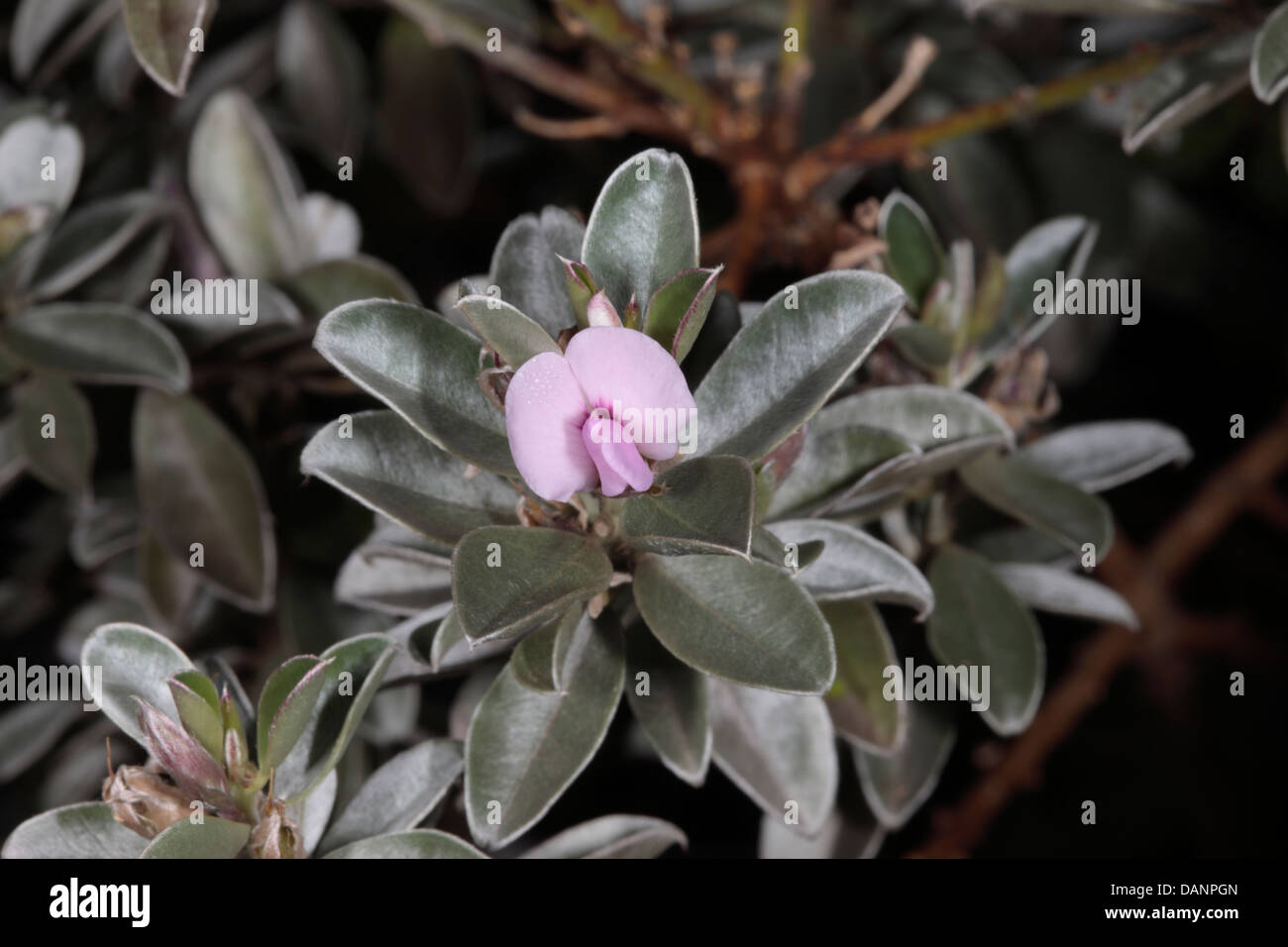 Close-up of Silver Sweet Pea Bush / Silky Podalyria / Cape Satin Bush / Silwer keurtjie - Podalyria sericea - Family Fabaceae Stock Photo