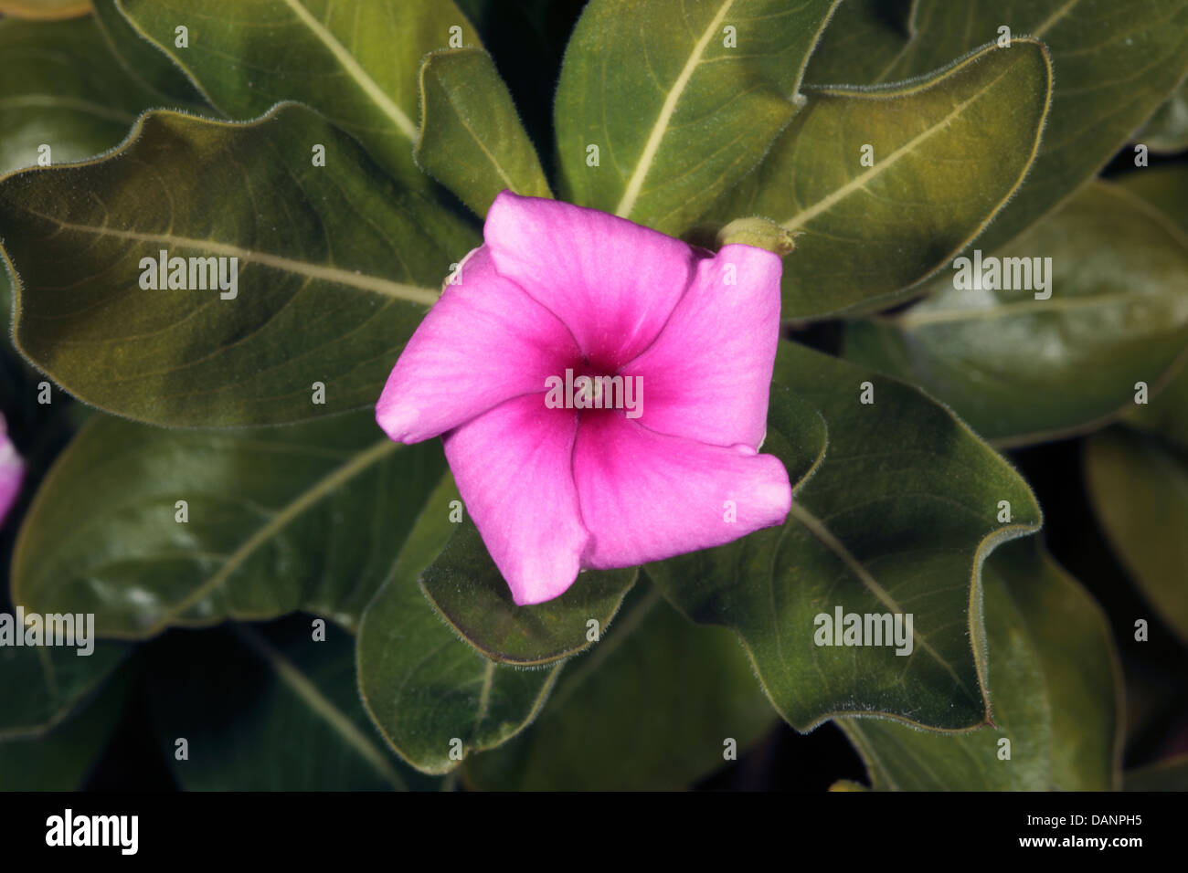 Close-up of the Endangered Madagascar Periwinkle flower- Catharanthus roseus- Family Apocynaceae Stock Photo
