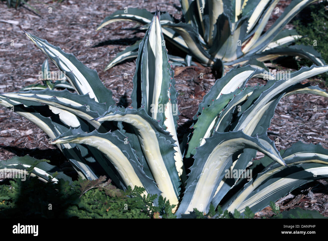 Century Plant / Maguey / American Aloe - Agave americana- Family Agavoideae Stock Photo