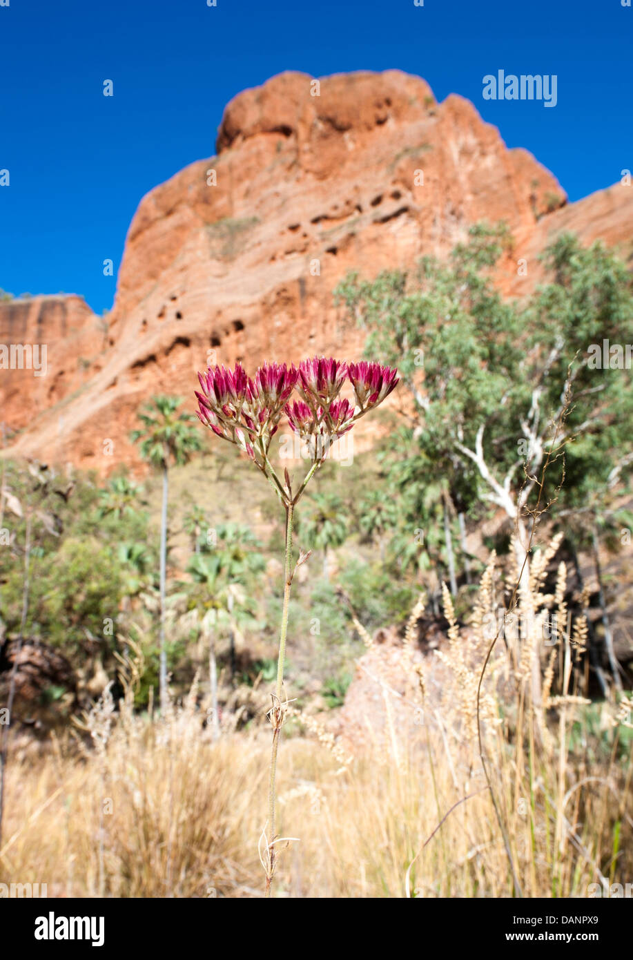 Bungle Bungles (Purnululu)