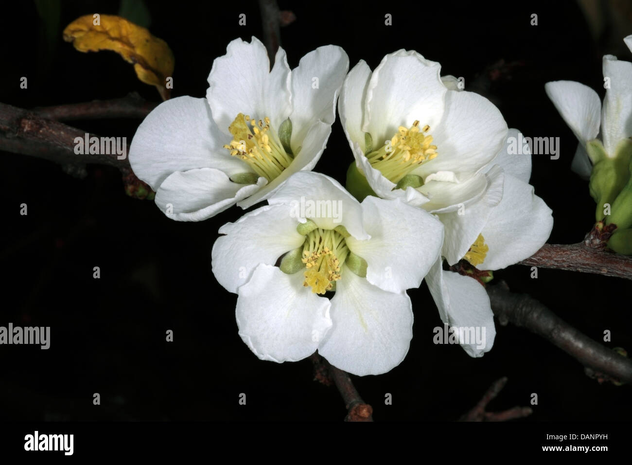 Close-up of Japanese Flowering Quince flowers - Chaenomeles speciosa / Chaenomeles japonica- Family Rosaceae Stock Photo
