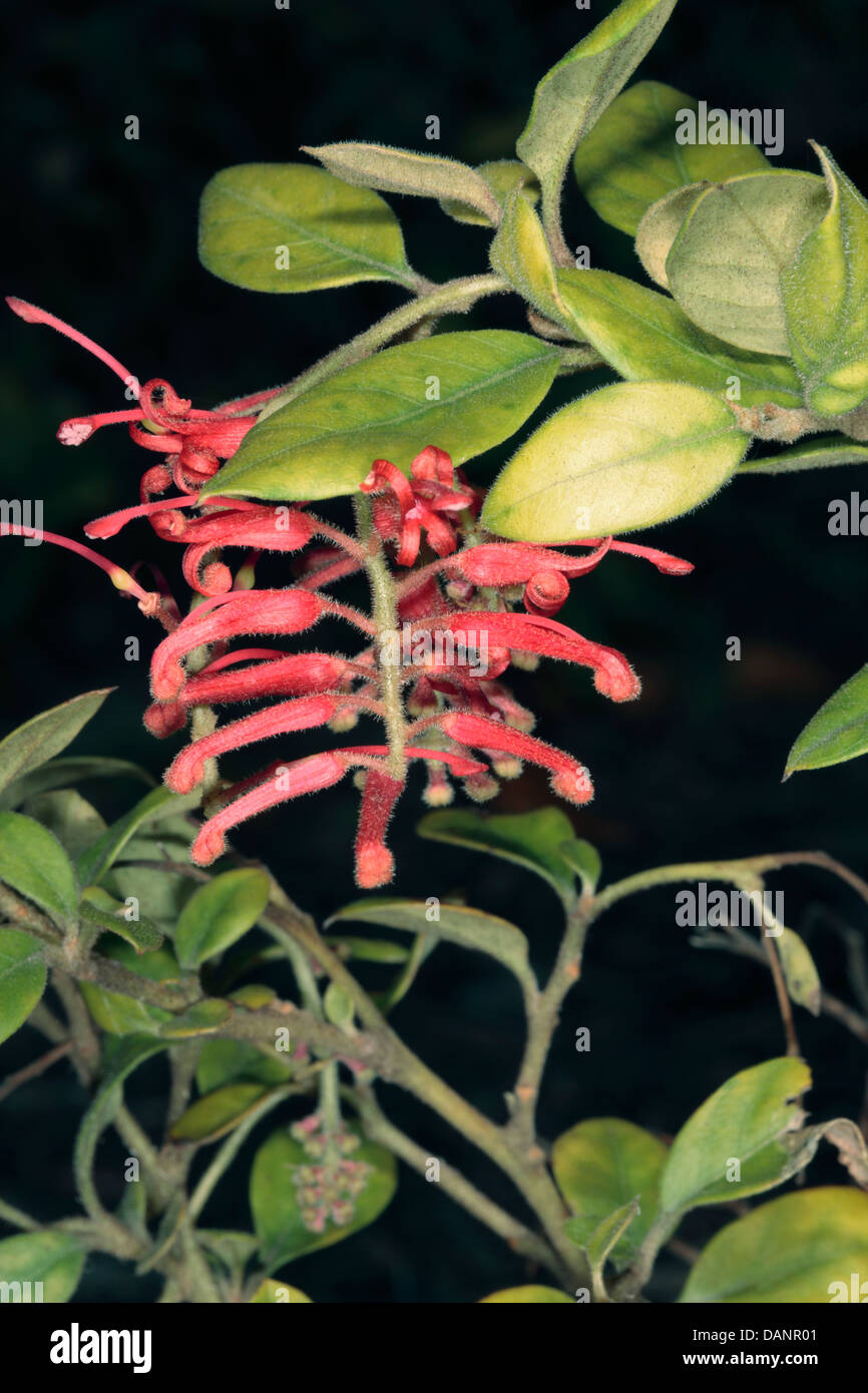 Closeup of flower head of Deua Grevillea / Deua Flame grevillea rhyolitica Family Proteacea