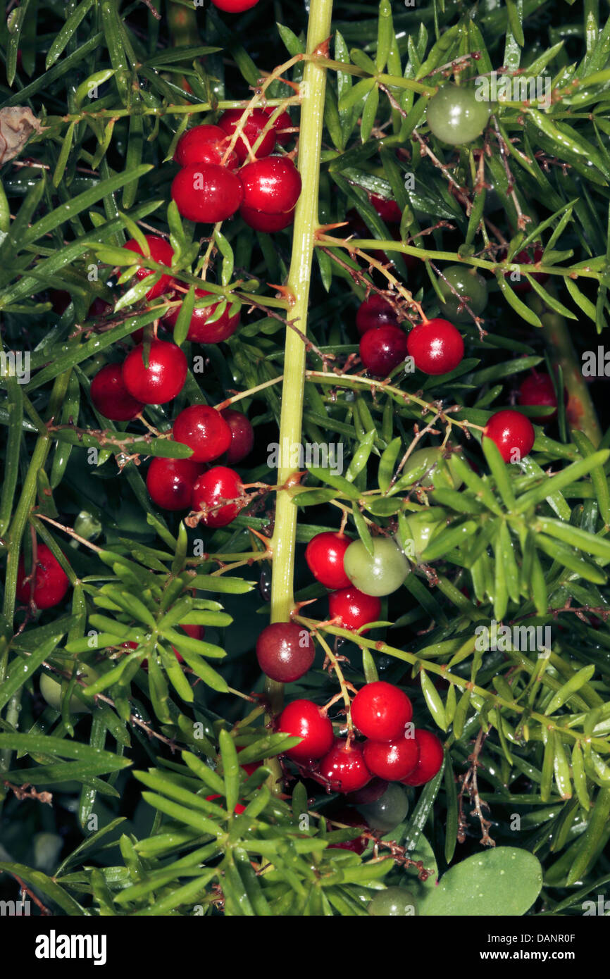 Asparagusemerald Fernfoxtail Shrubsprenger Asparagus Fruits