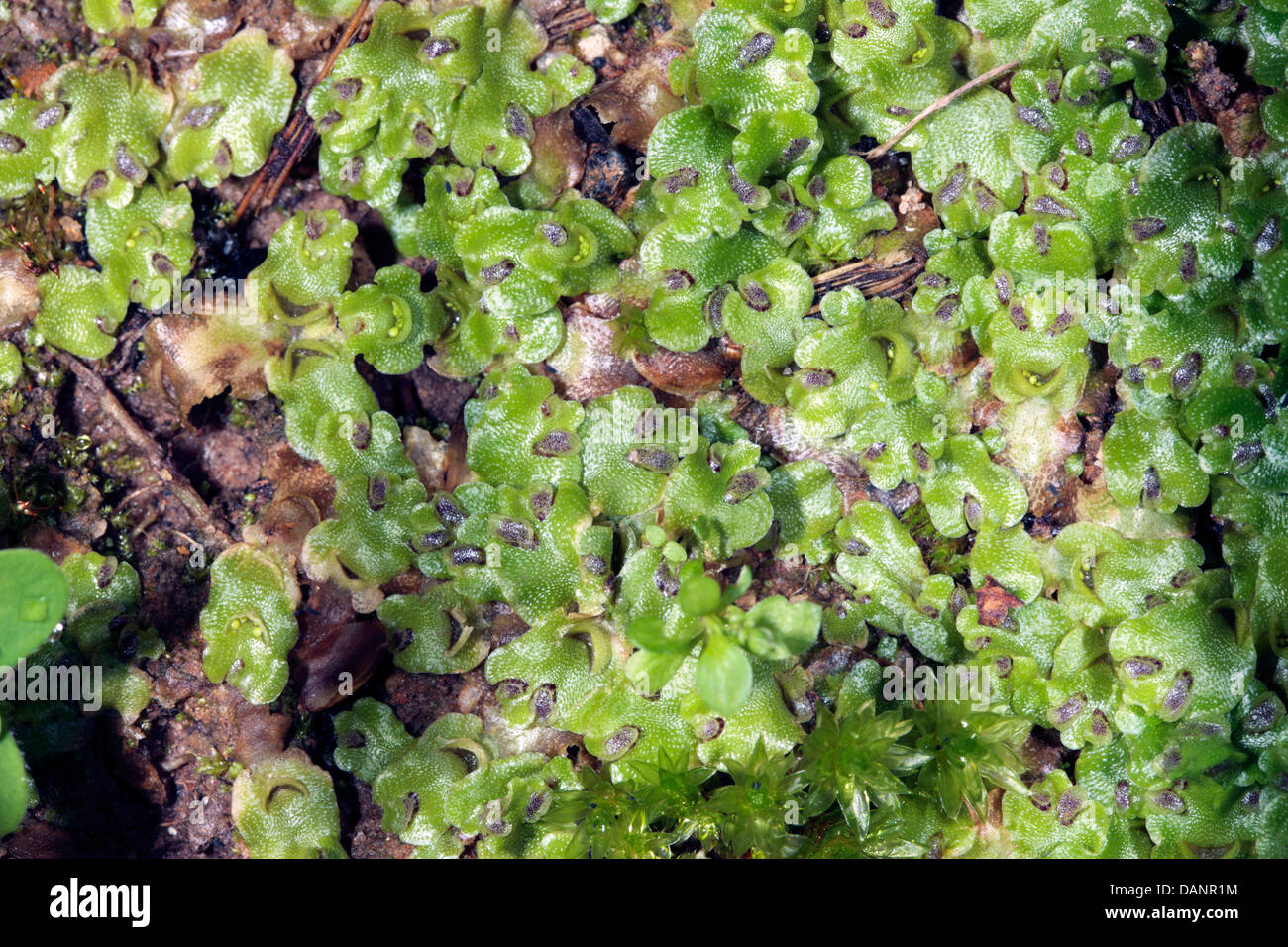 Close-up of  the Thallose Liverwort Lunularia cruciata with Gemmae in Cups Stock Photo