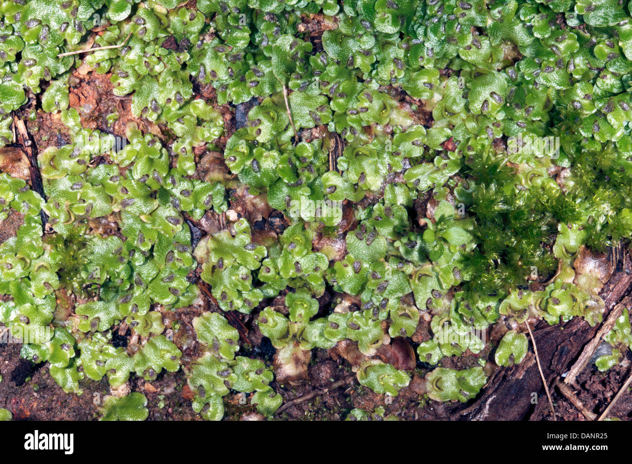 Close-up of  the Thallose Liverwort Lunularia cruciata with Gemmae in Cups Stock Photo