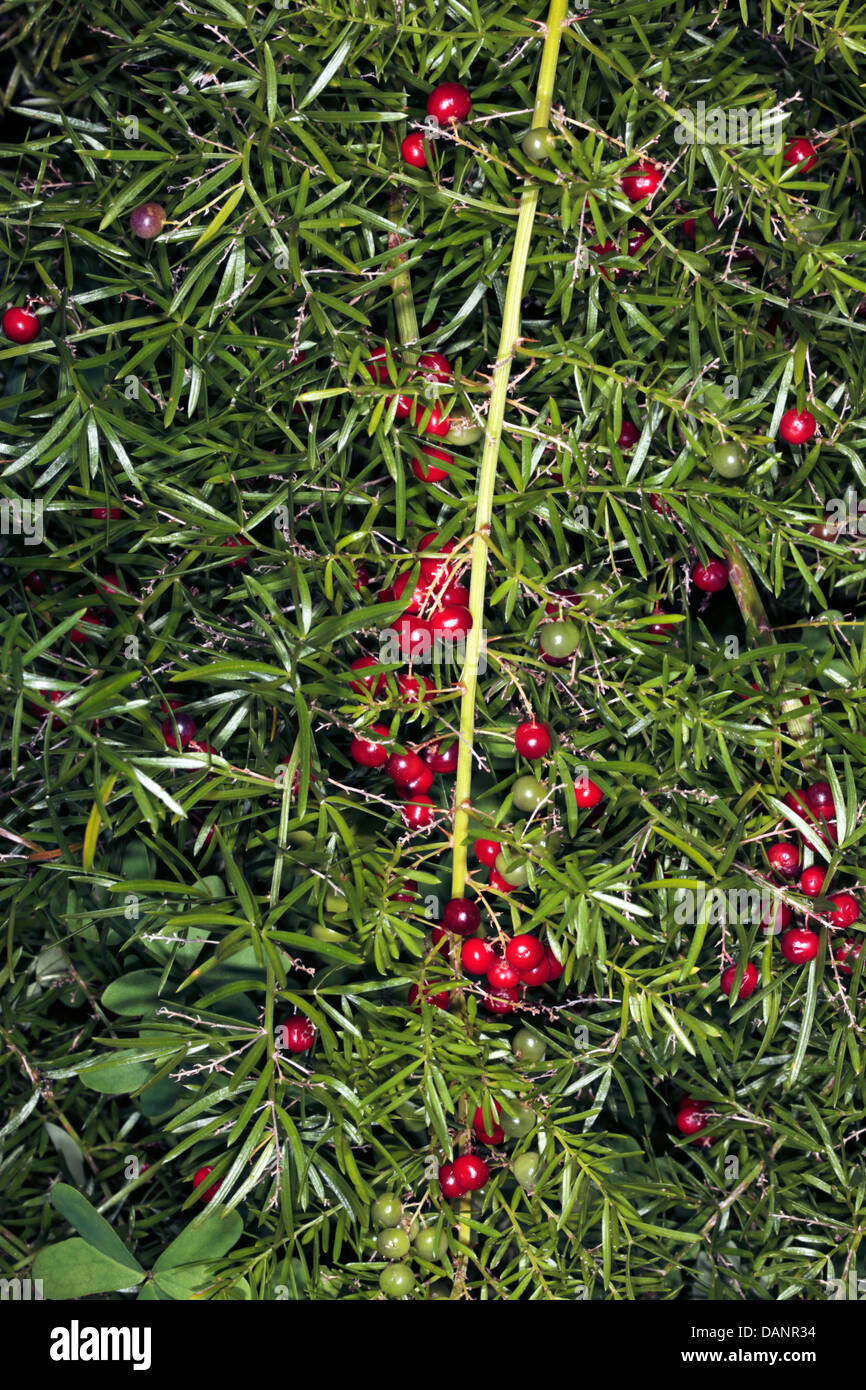 Asparagus/Emerald Fern/Foxtail Shrub/Sprenger Asparagus FruitsAsparagus densiflorus [previously