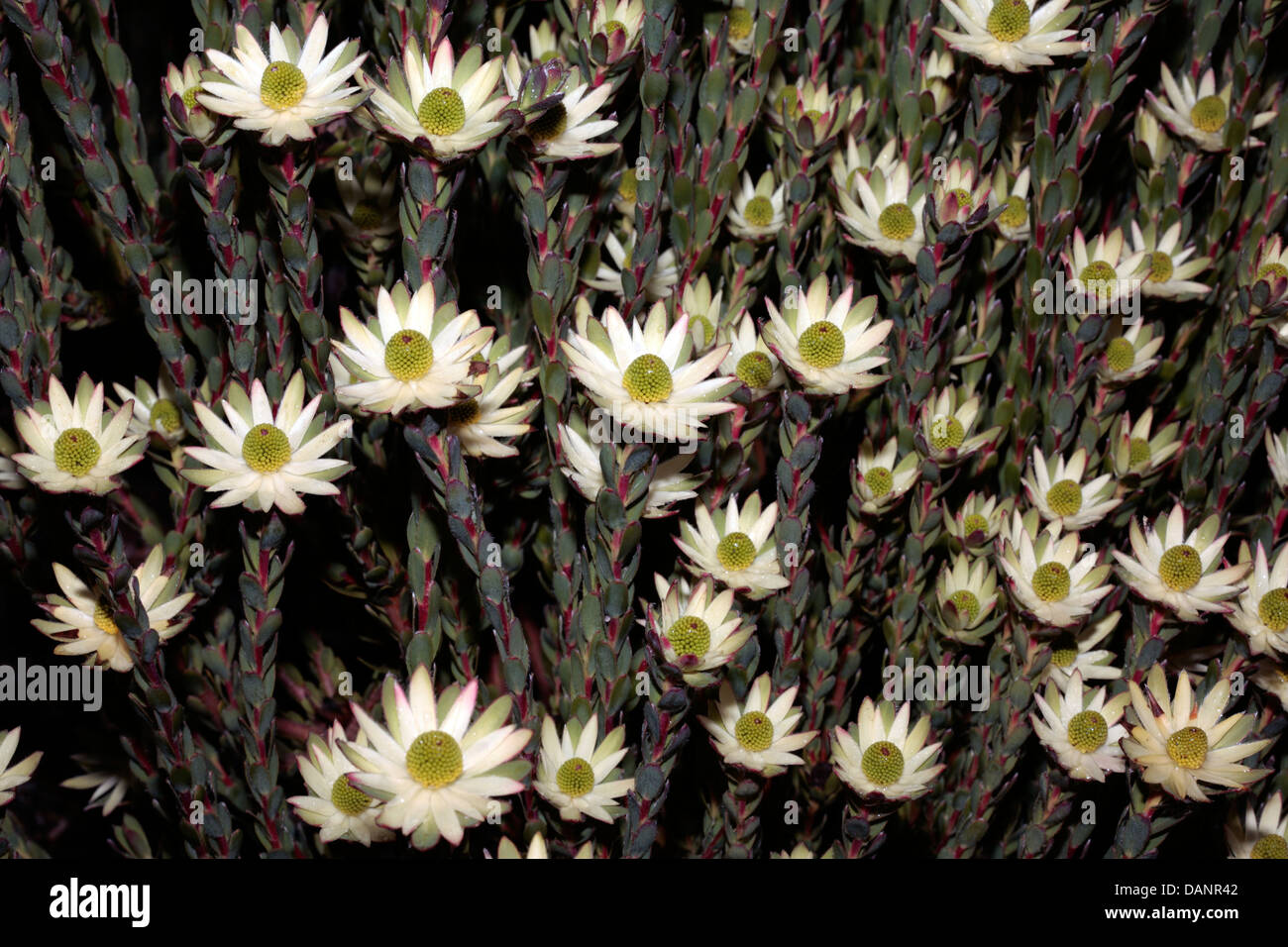Algulhas Conebush Male flowers- Leucadendron stelligerum-Family Proteaceae Stock Photo