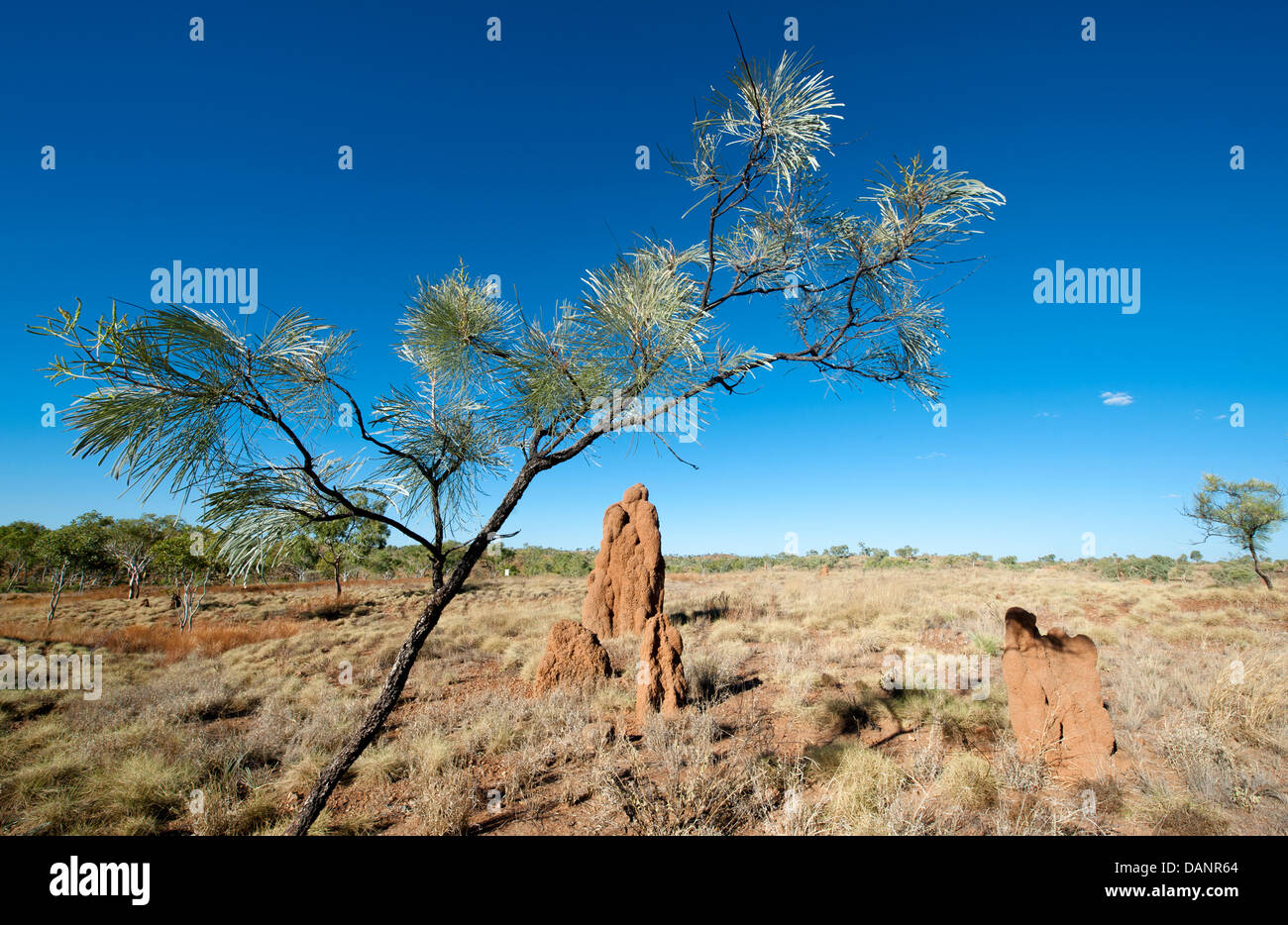 Termite mounds at Halls Creek's Old Town ruins, Kimberley, Western Australia Stock Photo