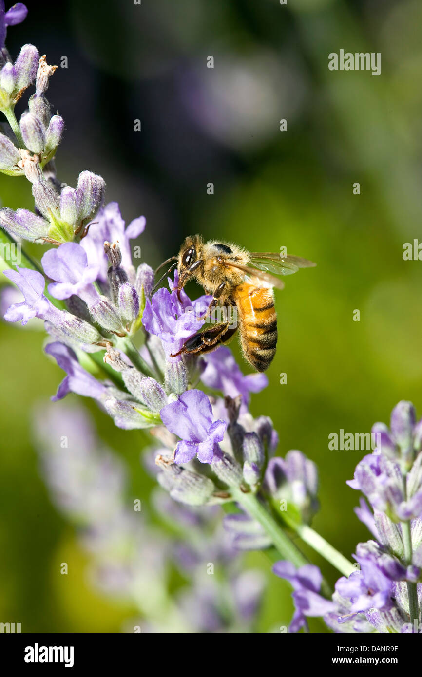 A bee collecting pollen from a purple lavender flower. Stock Photo
