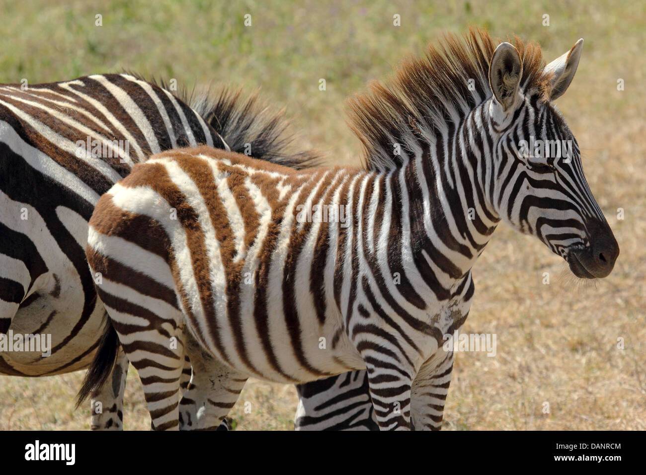 A baby zebra (Equus Quagga) in Ngorongoro Conservation Area, Tanzania Stock Photo