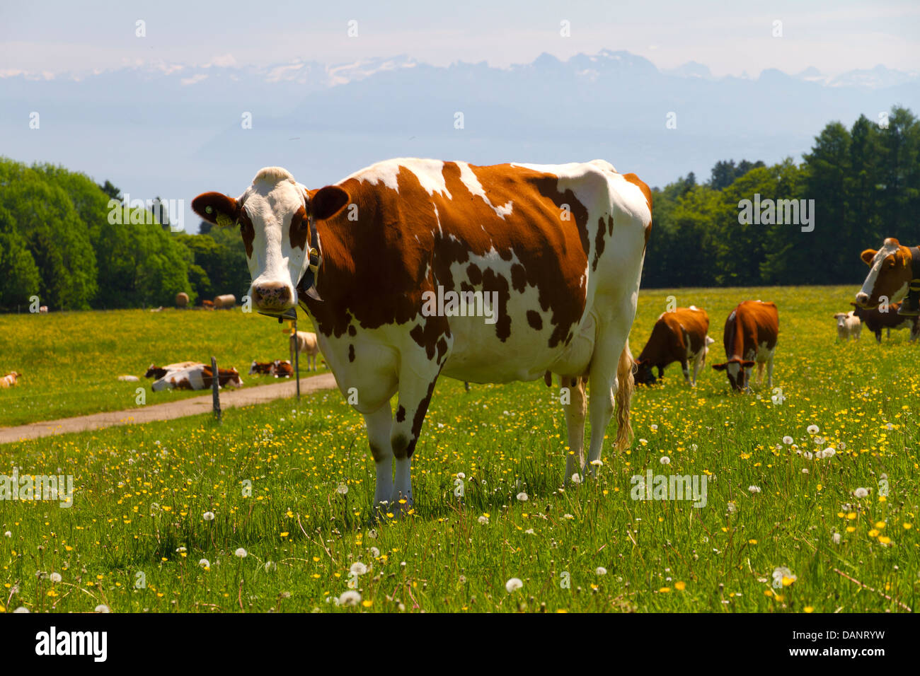 cow in the alps Stock Photo - Alamy