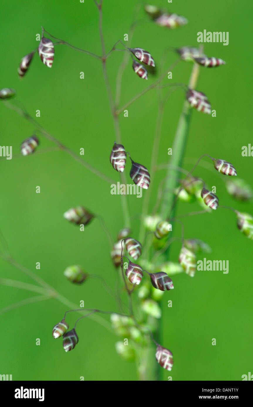 Quaking grass - beautiful and delicate UK Stock Photo