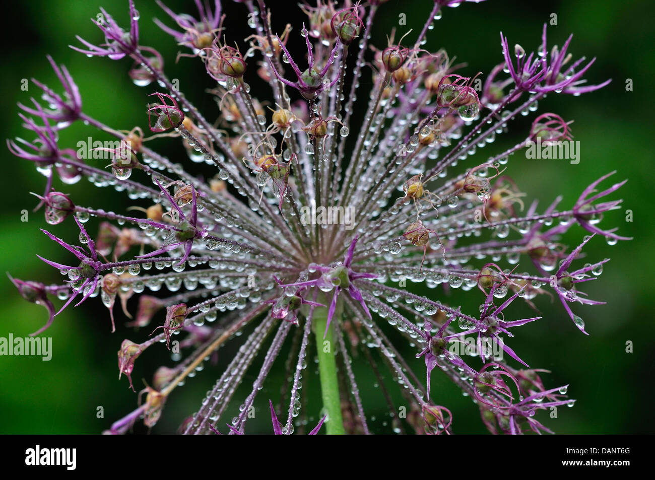 Raindrops on an alium flower head UK Stock Photo