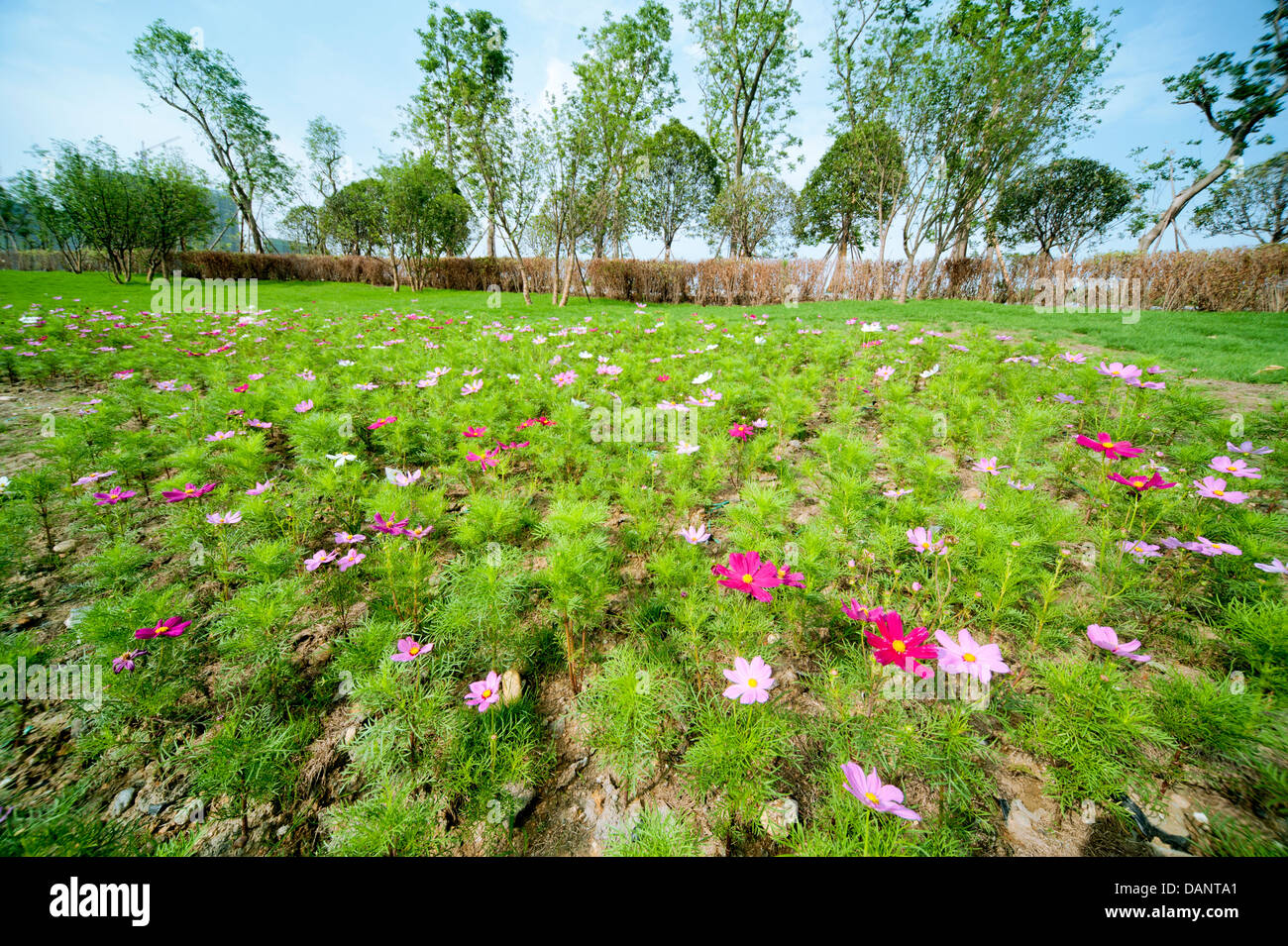 Green grass and flowers Stock Photo