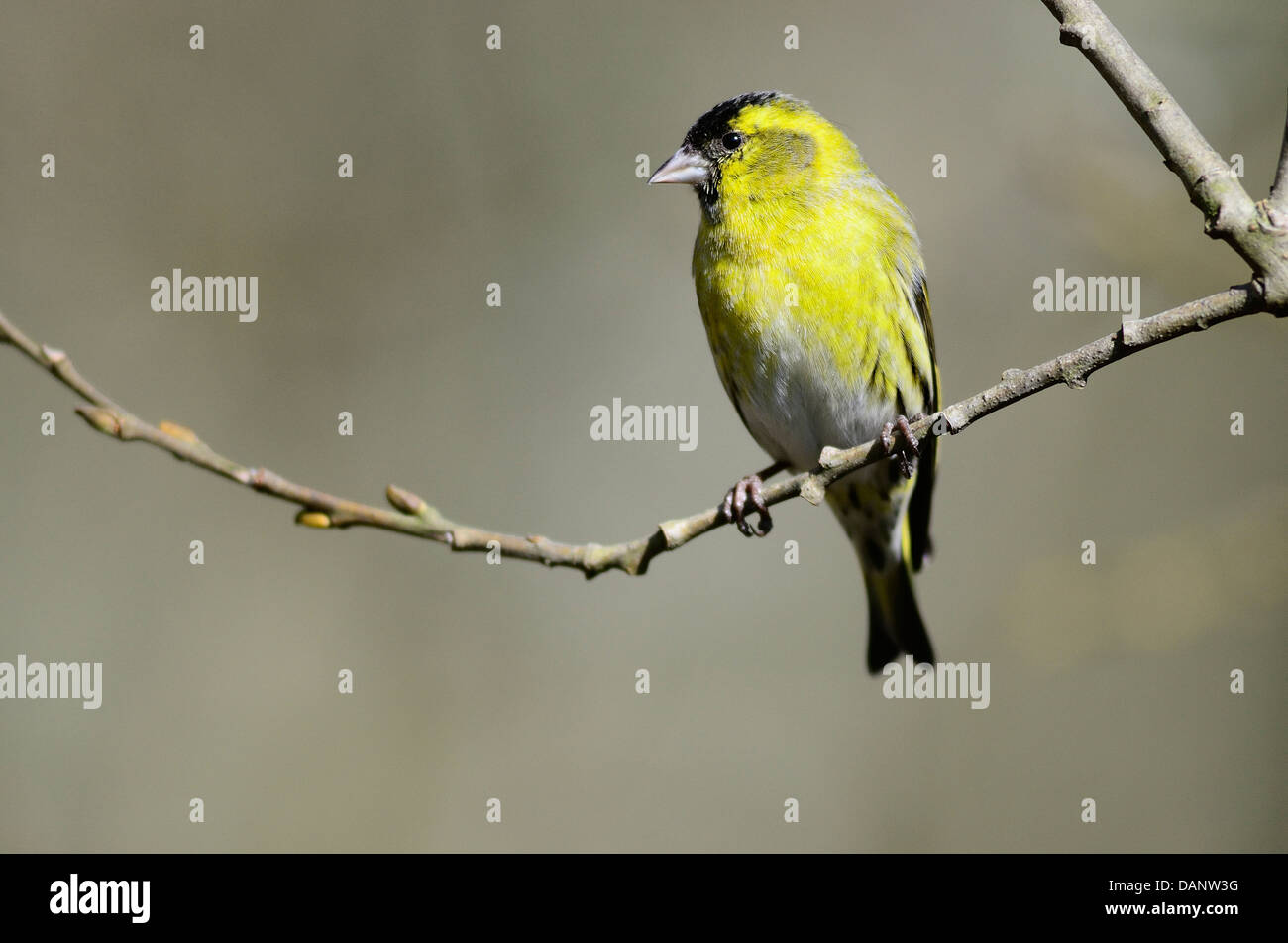 A siskin on a twig Stock Photo