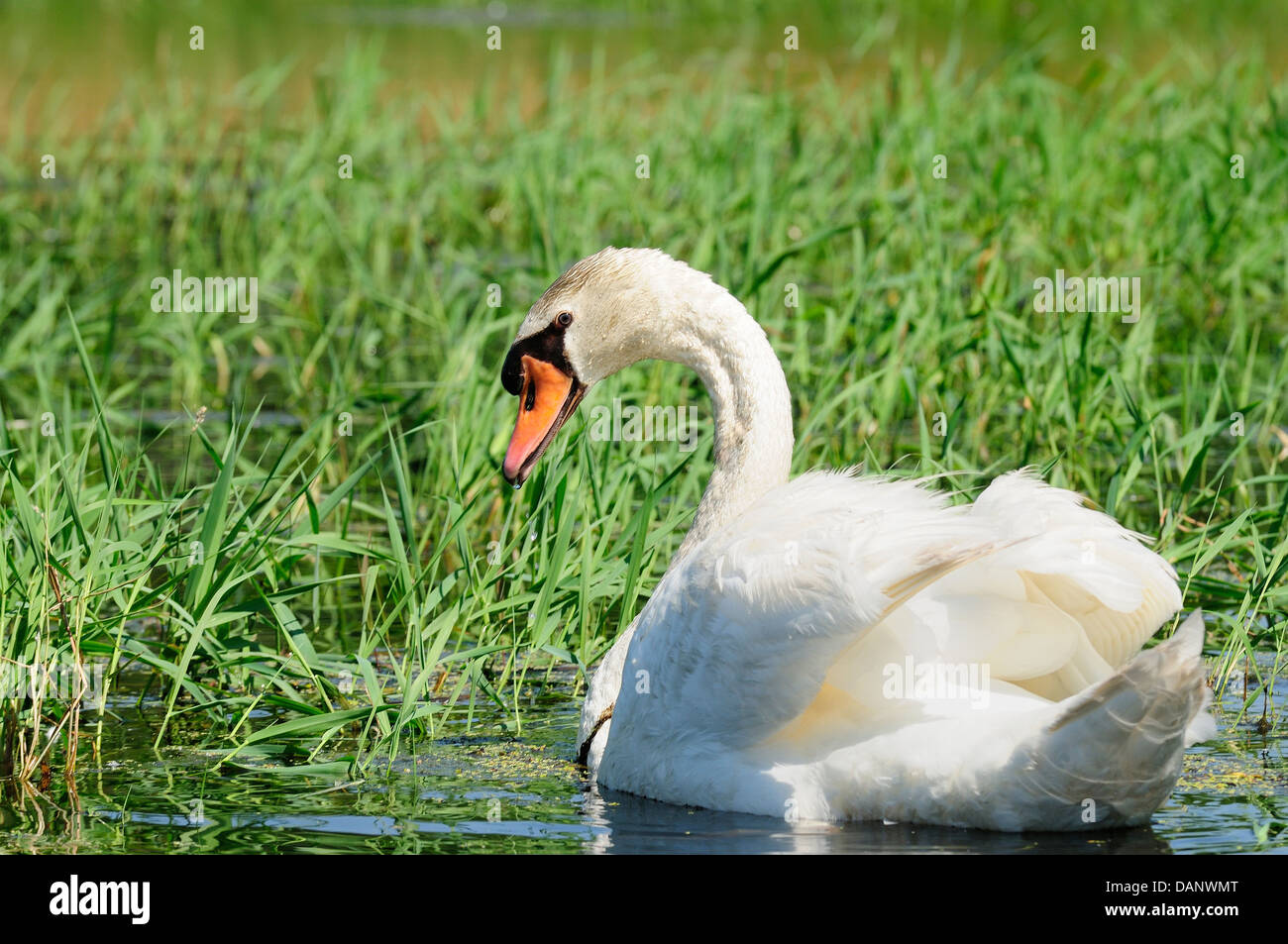 Male Mute Swan on marshland habitat. Stock Photo