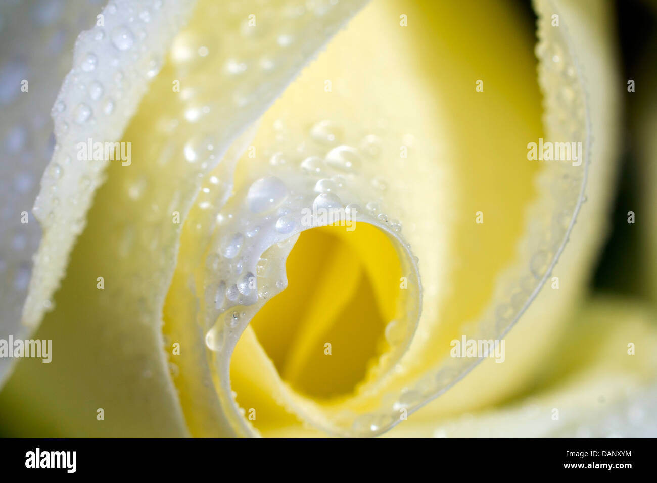 Rose close up hi-res stock photography and images - Alamy