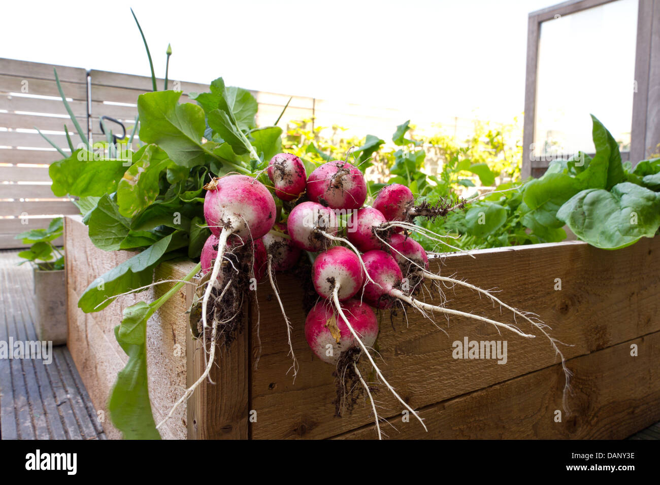 radish from biological garden Stock Photo