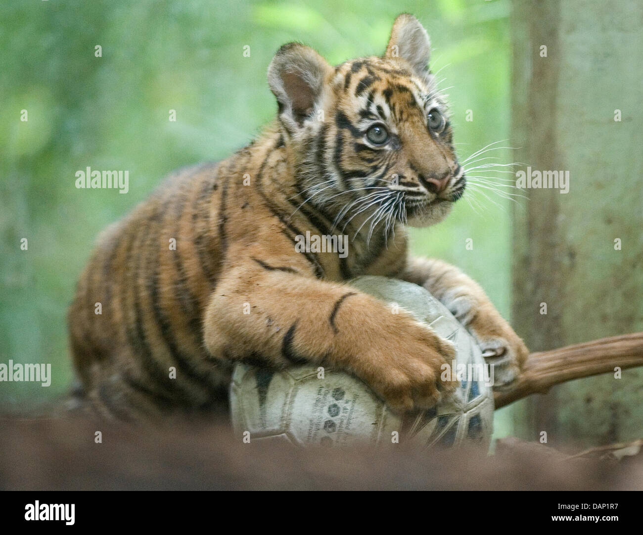 Names of twin Sumatran tiger cubs born at Safari Park revealed