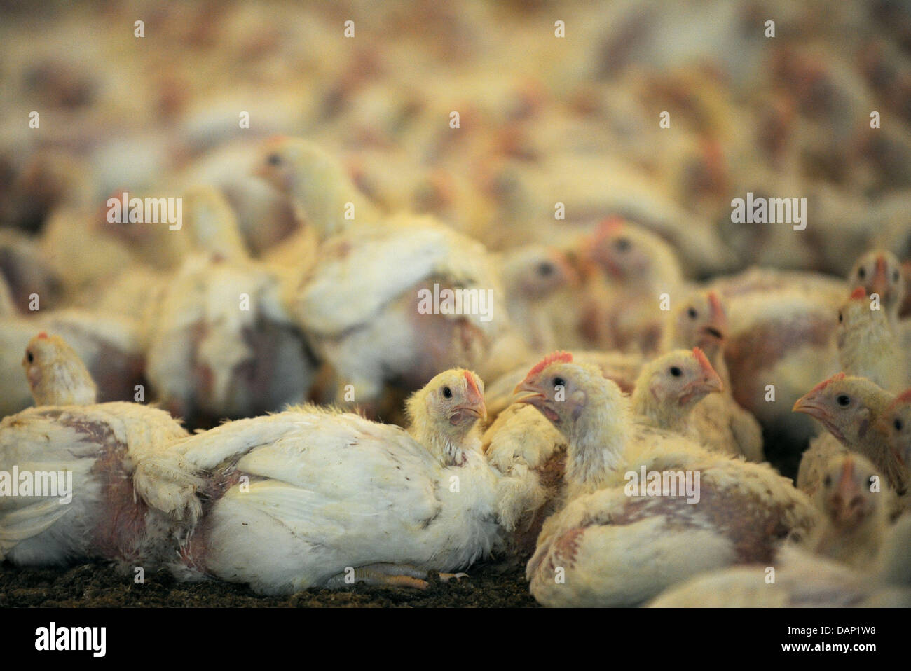 30 000 young chickens of the paultry farmer 'Wiesenhof' are pictured near Visbeck, Germany, 19 July 2011. The visitation of the chicken house was part of a press conference initiated by the PHW Group as reaction to a planned television report of the German broadcaster ARD with the title 'The System Wiesenhof. How a paultry farm exploits animals, humans and the environment'. Photo:  Stock Photo