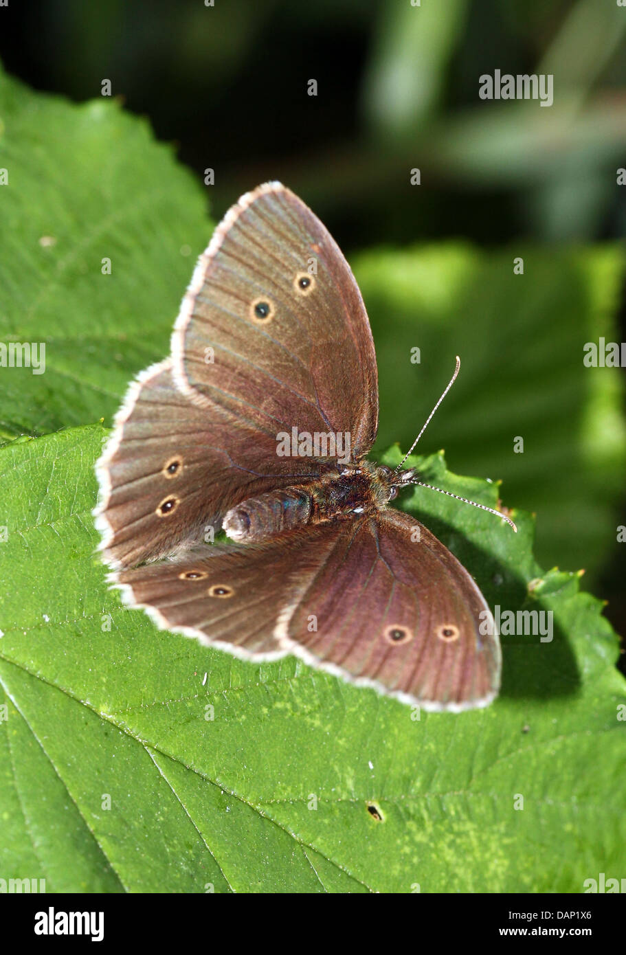 Macro image of a female brown Ringlet (Aphantopus hyperantus) butterfly posing on a leaf with wings open Stock Photo