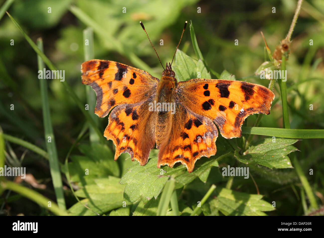 Comma Butterfly (Polygonia c-album) posing on a leaf with wings open (over 40 detailed macro images in series) Stock Photo