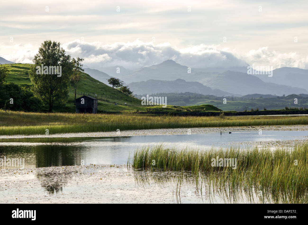A reed covered tarn with a tree and a hut on the other shore and back-lit cloud covered hills in the distance. Lake district. Stock Photo