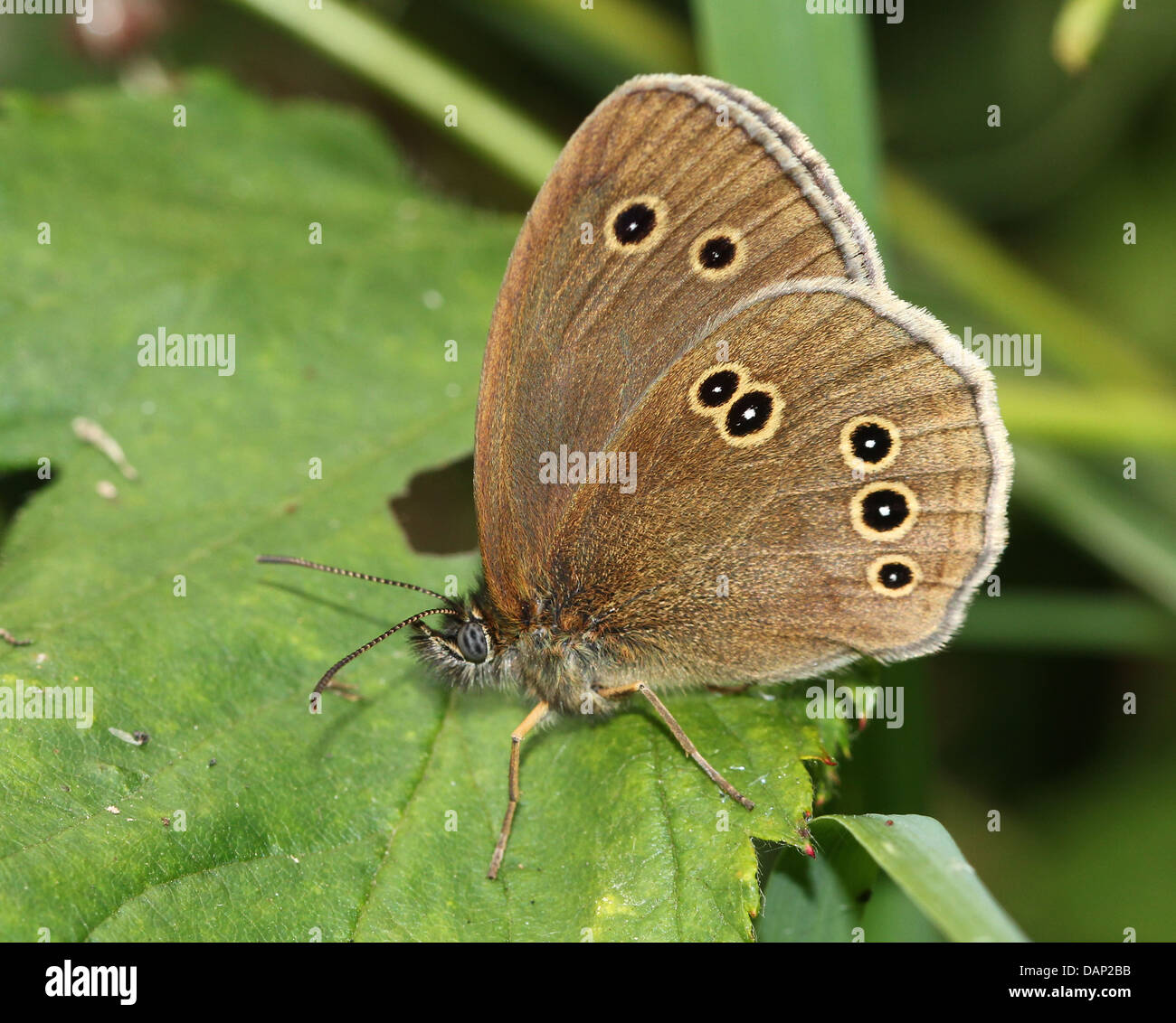 Macro image of a brown Ringlet (Aphantopus hyperantus) butterfly posing on a leaf with wings closed Stock Photo