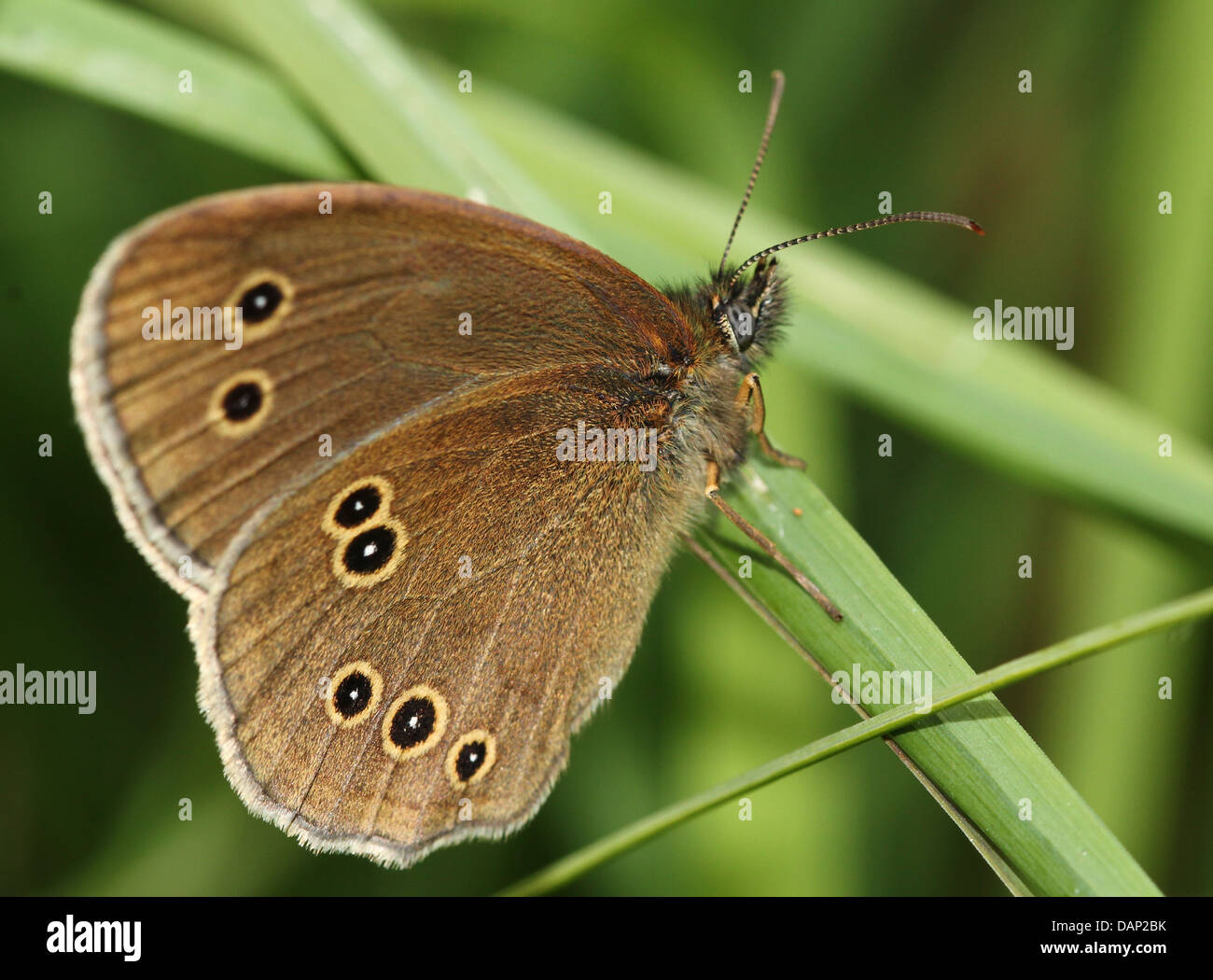 Macro image of a brown Ringlet (Aphantopus hyperantus) butterfly posing on a leaf with wings closed Stock Photo