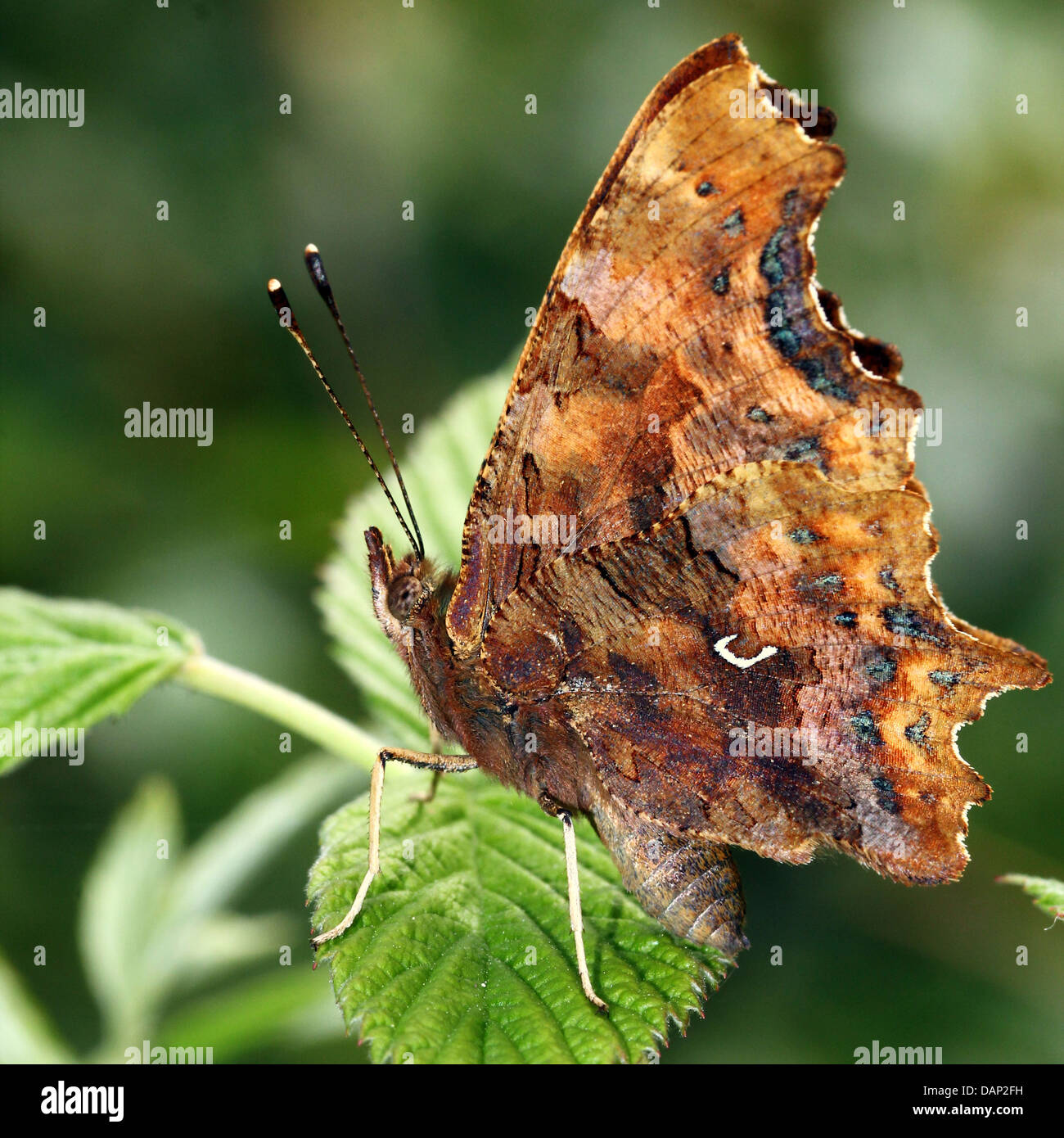 Very detailed close-up of a Comma Butterfly (Polygonia c-album) posing on a leaf with wings closed Stock Photo