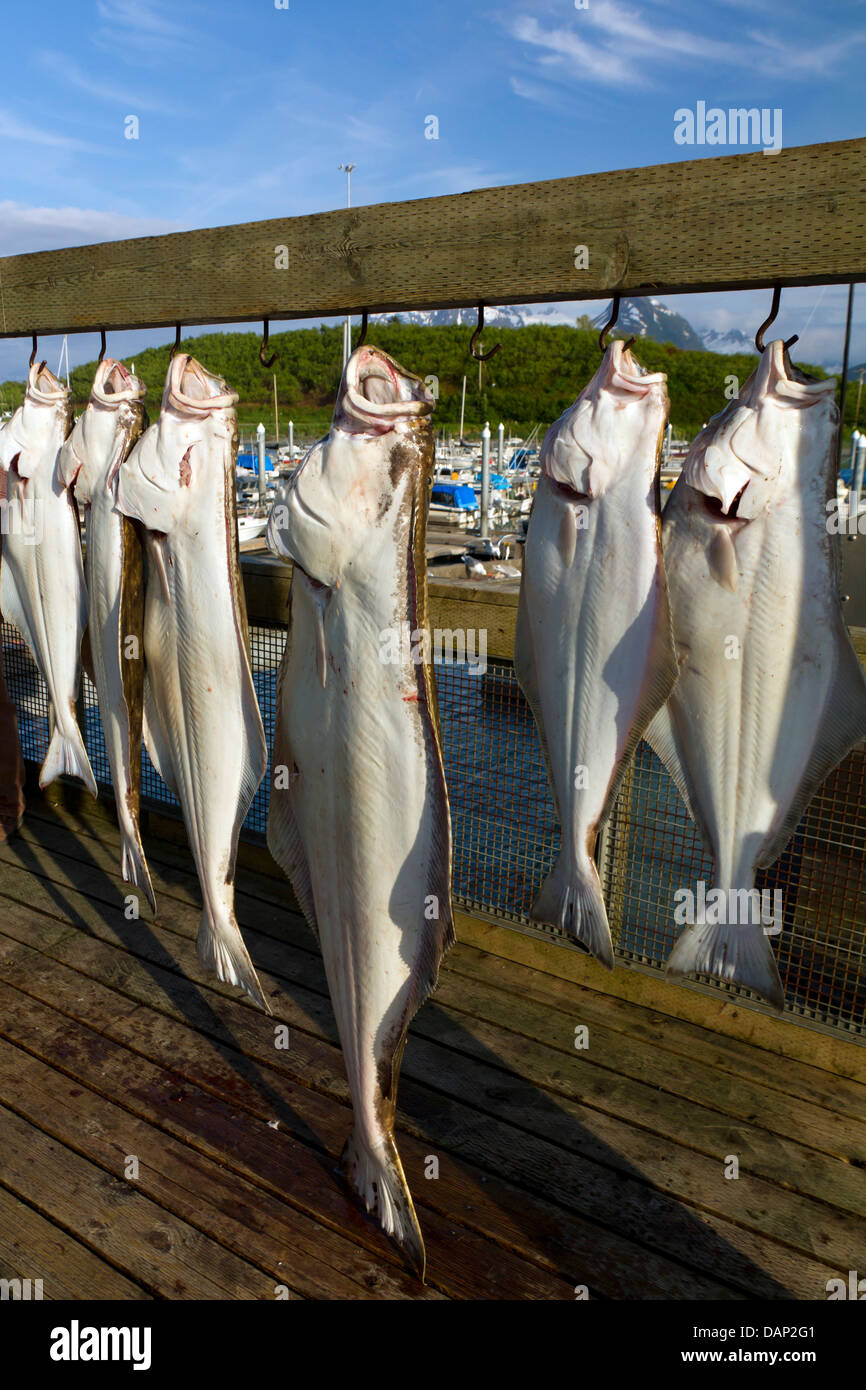 Halibut hires stock photography and images Alamy