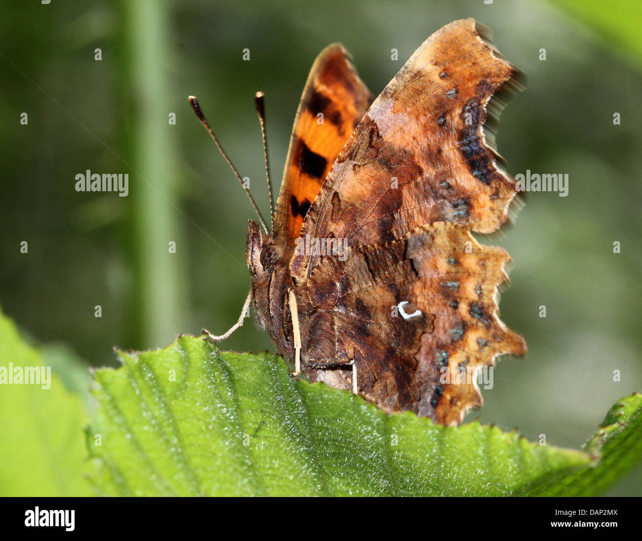Comma Butterfly (Polygonia c-album) posing on a leaf with wings opened and facing the camera Stock Photo