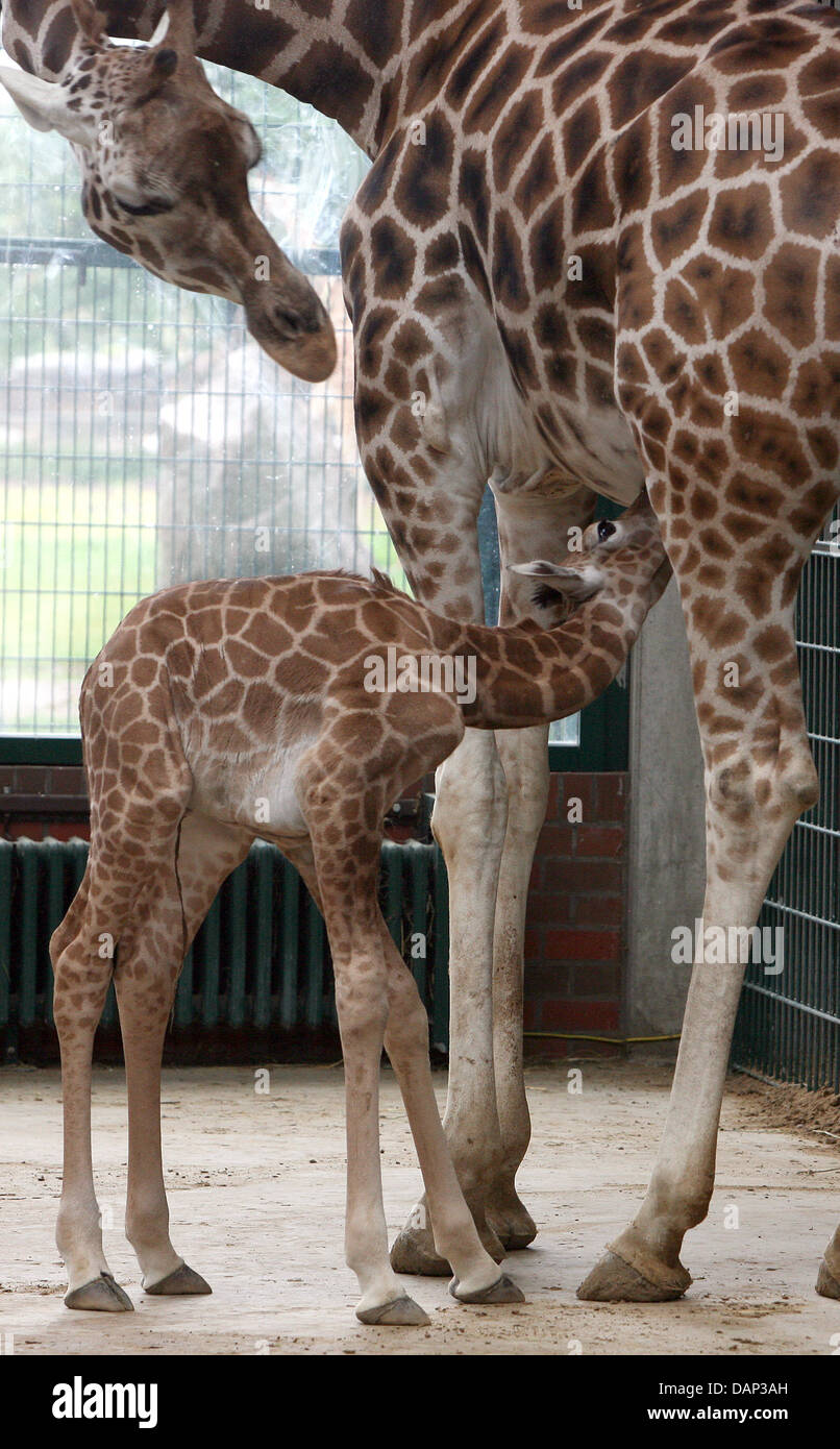 Five-day old male giraffe 'Moritz' drinks milk from its mother at the ...