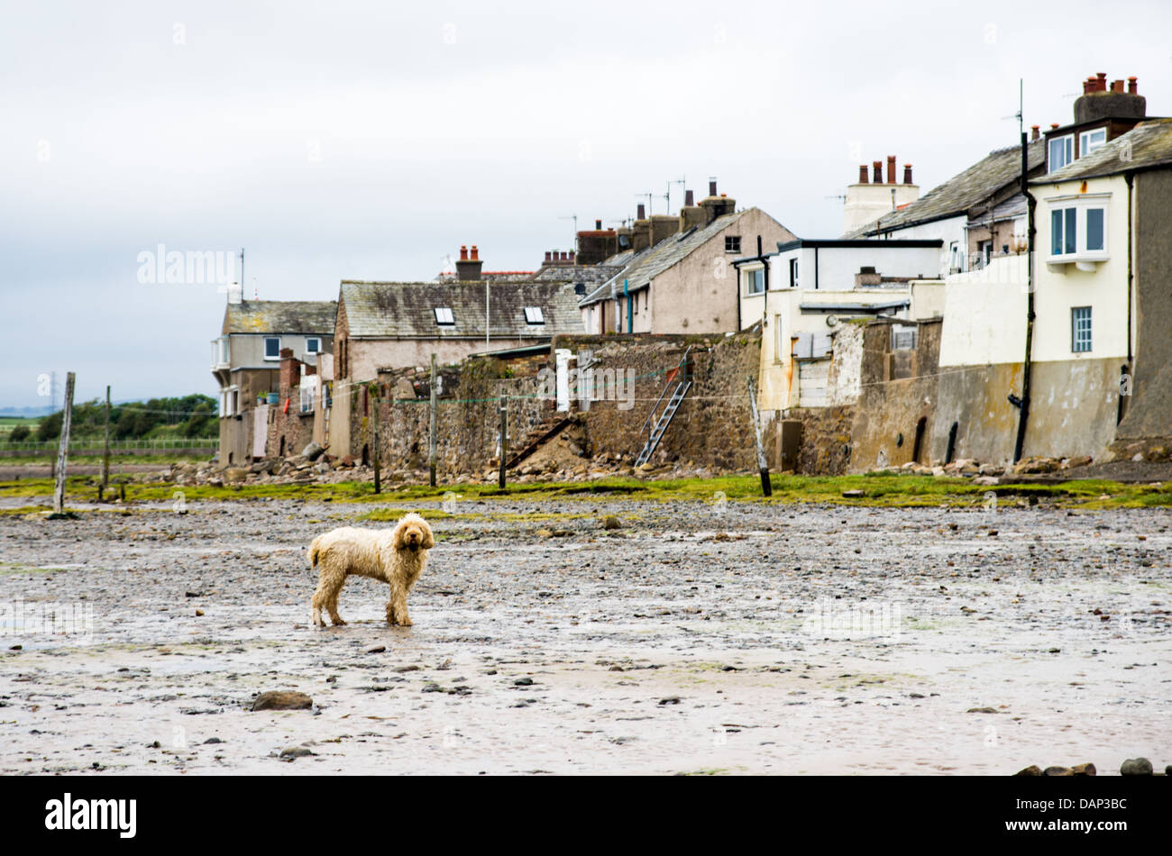A big shaggy dog walking in the mud of intertidal zone during low tide with a row of seaside houses in the background. Stock Photo
