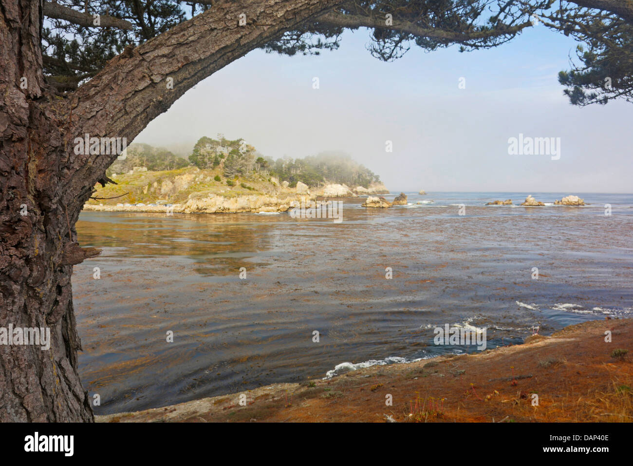 View of Whalers Cove from Coal Chute Point at Point Lobos California Stock Photo