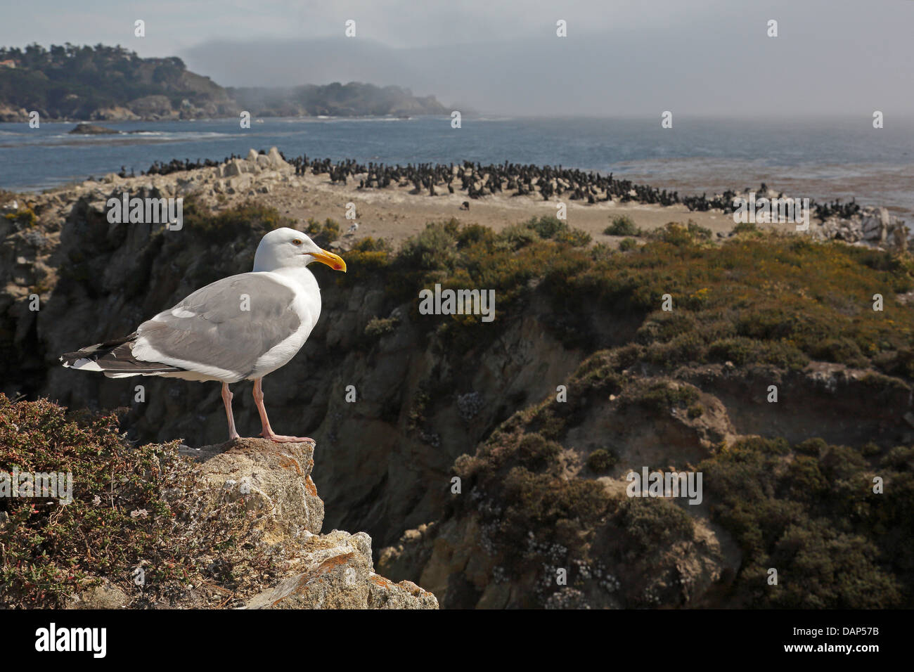 Western Gull in front of a breeding colony of Brandt's Cormorants Stock Photo