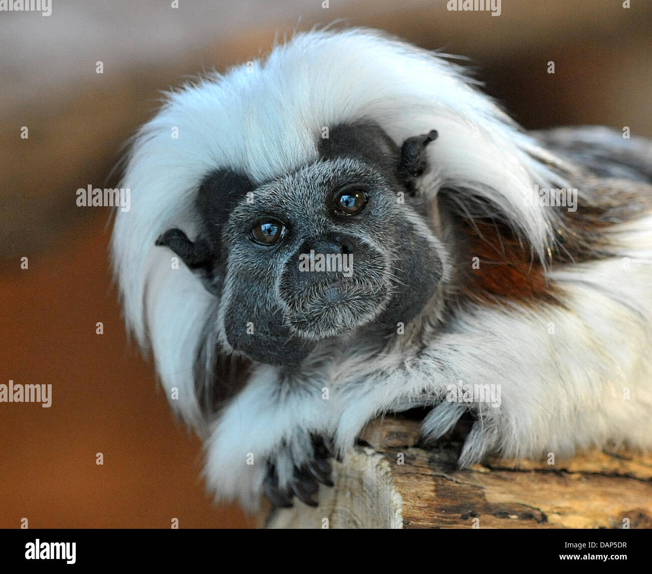 a-cottontop-tamarin-saguinus-oedipus-lays-inside-its-compound-at-the