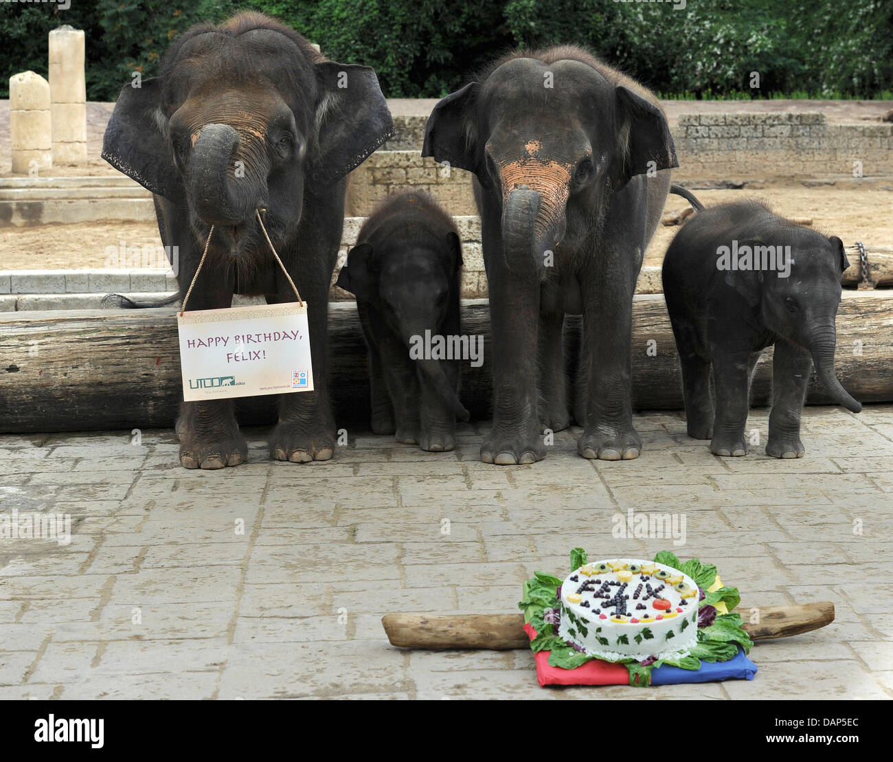 The elephant grandmother Manari, baby Felix, mother Califa and brother