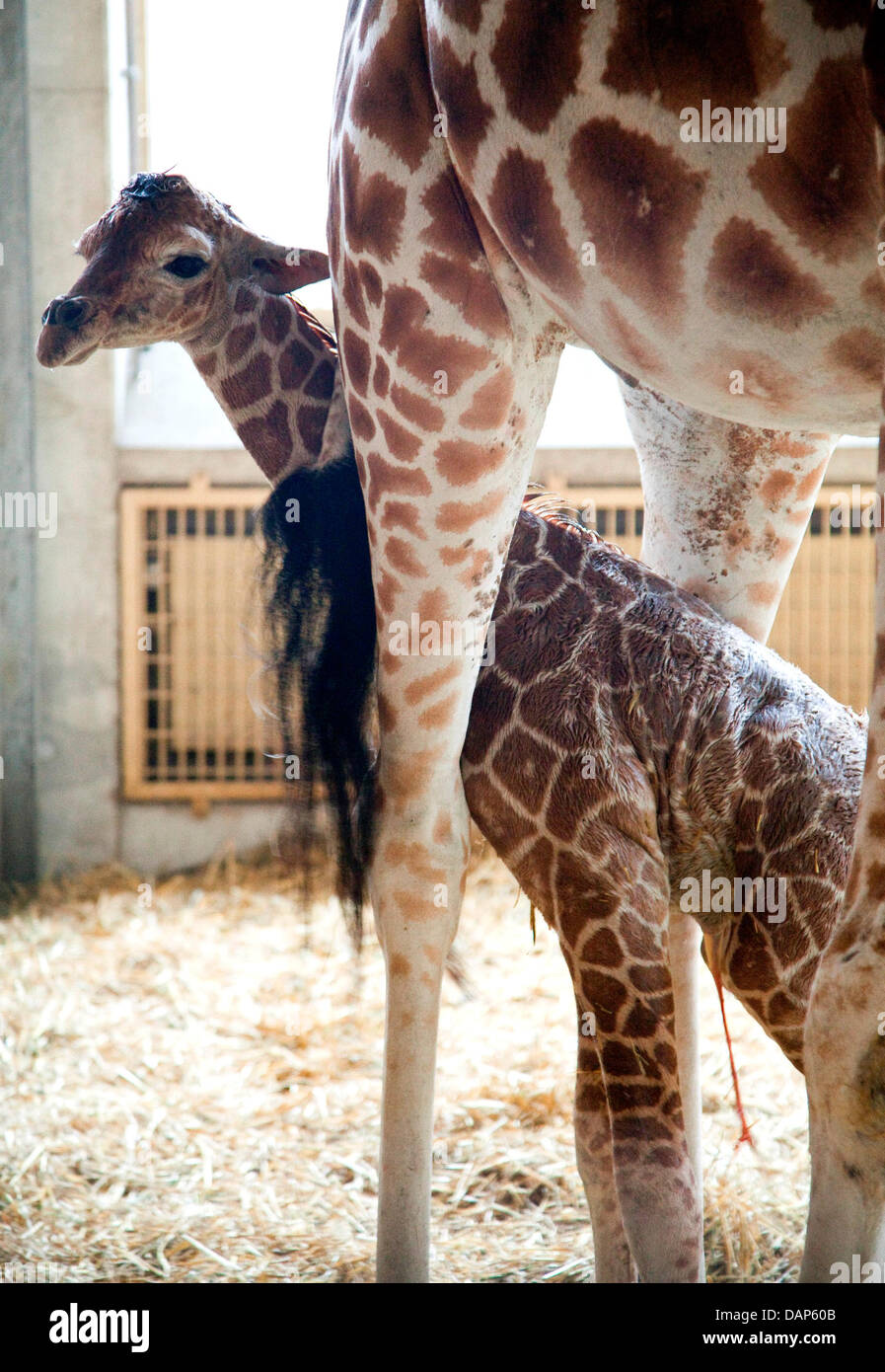 Protected by its mother 'Diana', the female giraffe baby 'Nanji' stands shortly after its birth at the zoo in Osnabrueck, Germany, 20 July 2011. 'Nanji' spends her days in the stall with its mother, mainly sleeping and feeding, and in a few weeks, she will be allowed out in the giraffe enclosure. Meanwhile, 'Nanji' is already 1.70 meters tall and weighs 50 kilograms. Photo: Zoo Osn Stock Photo
