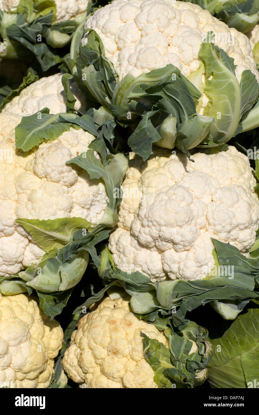 Cauliflower is sold at the market garden Sperl am Steinbruch in ...